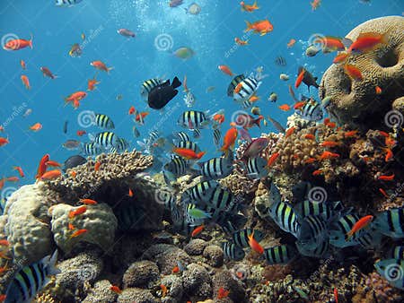 Coral Reef Scene stock image. Image of bahamas, animal - 1168445