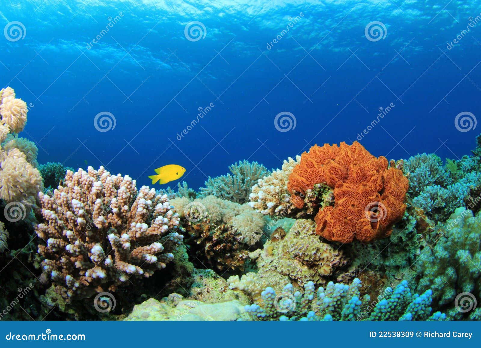 coral reef scene