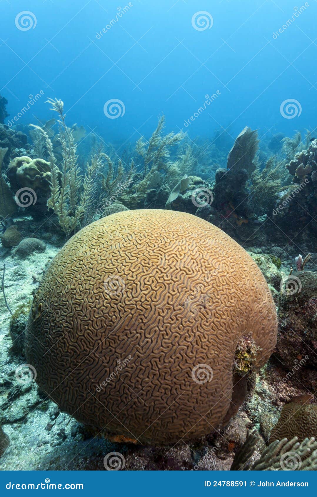 Coral Reef Scene Brain Coral Stock Image Image of reef, island 24788591