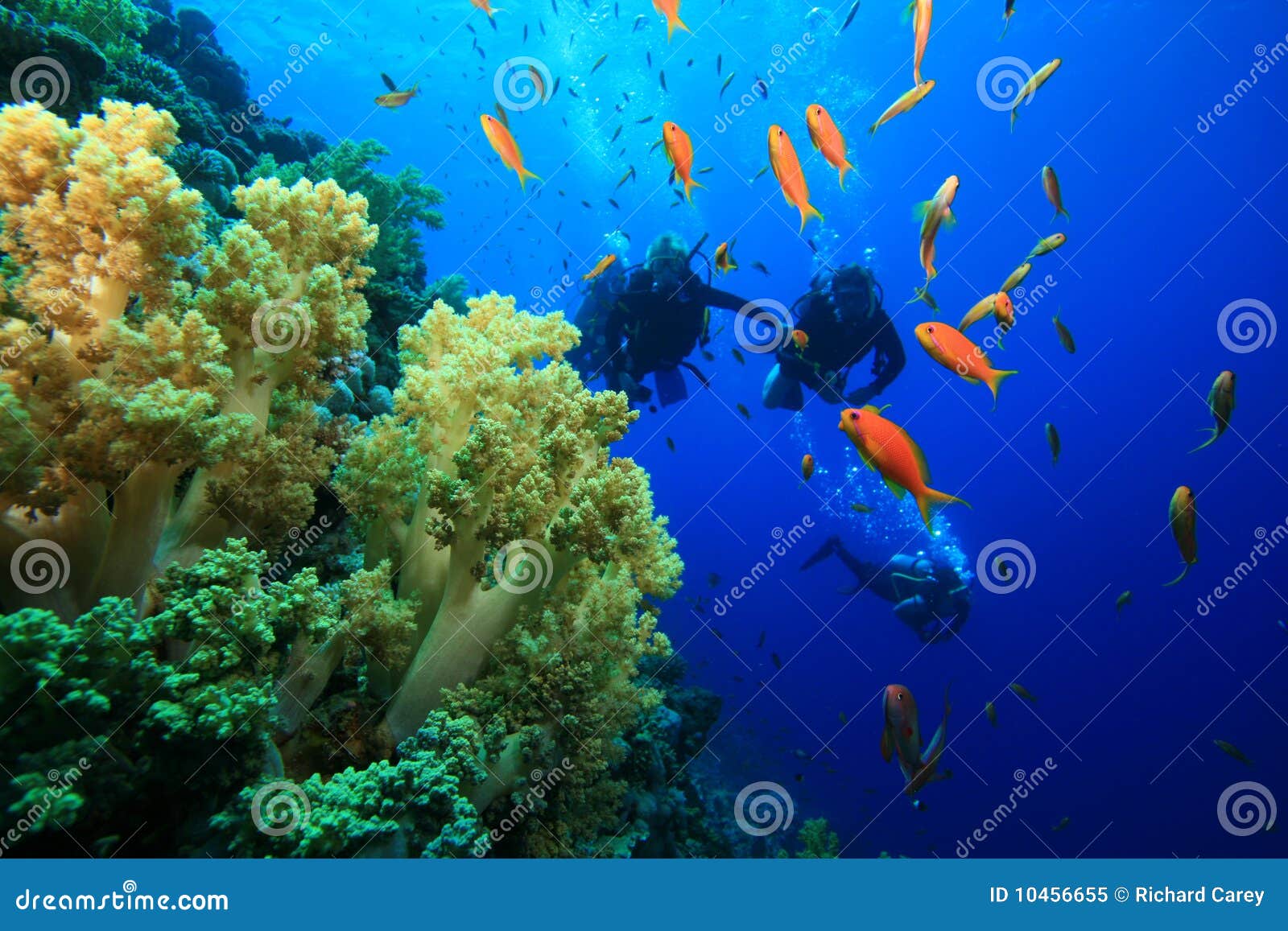 Coral Reef and Scuba Divers Stock Image - Image of background, fish ...