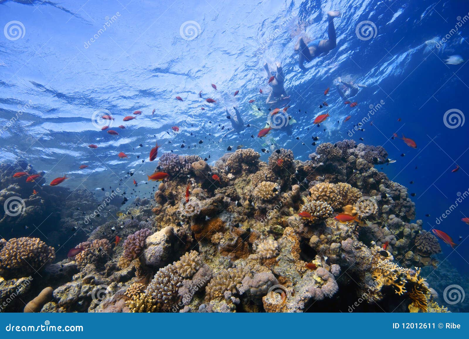 coral-reef in shallow water with fishes around