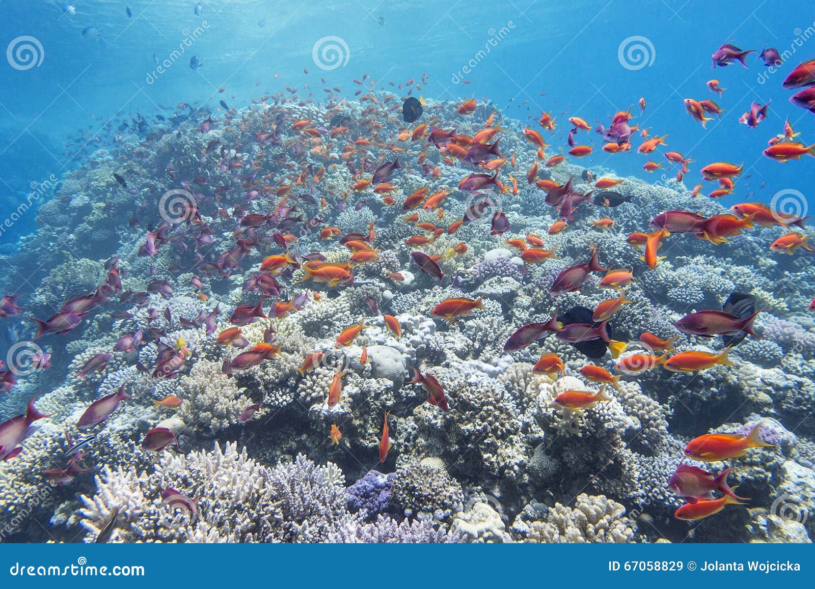 Coral Reef with Shoal of Fish Anthias in Tropical Sea, Underwater Stock ...