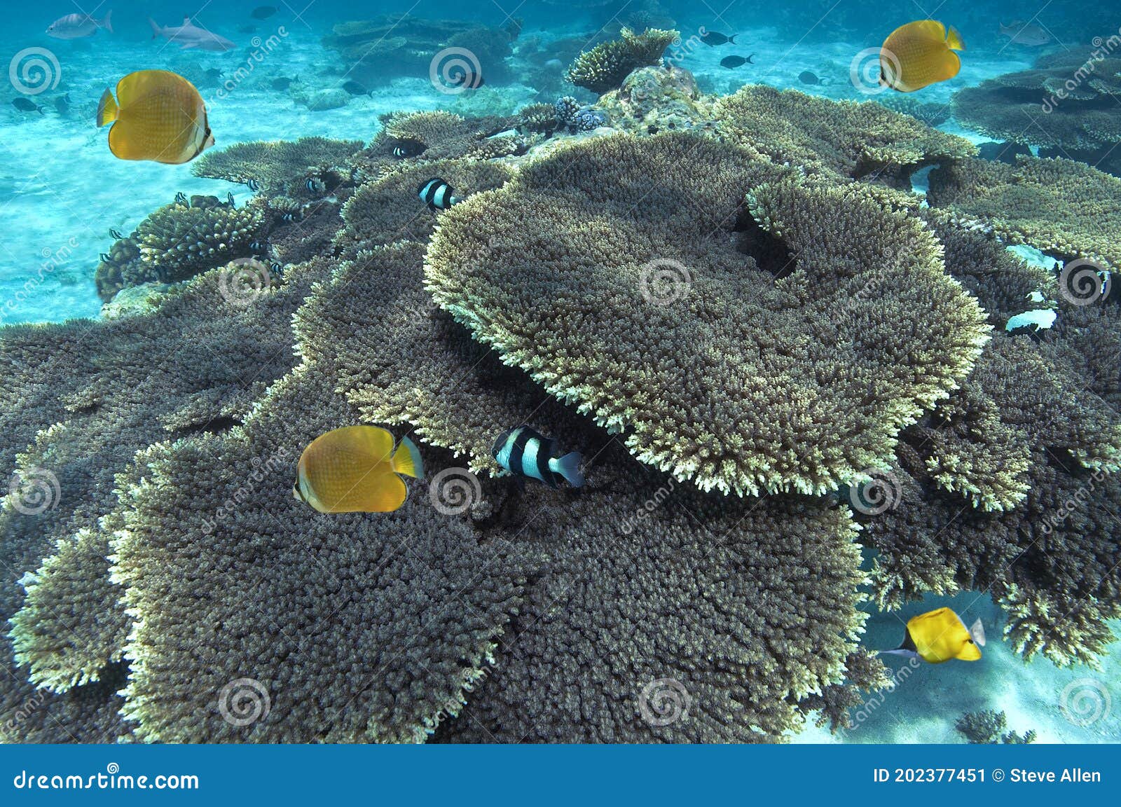 coral reef - south ari atoll - maldives