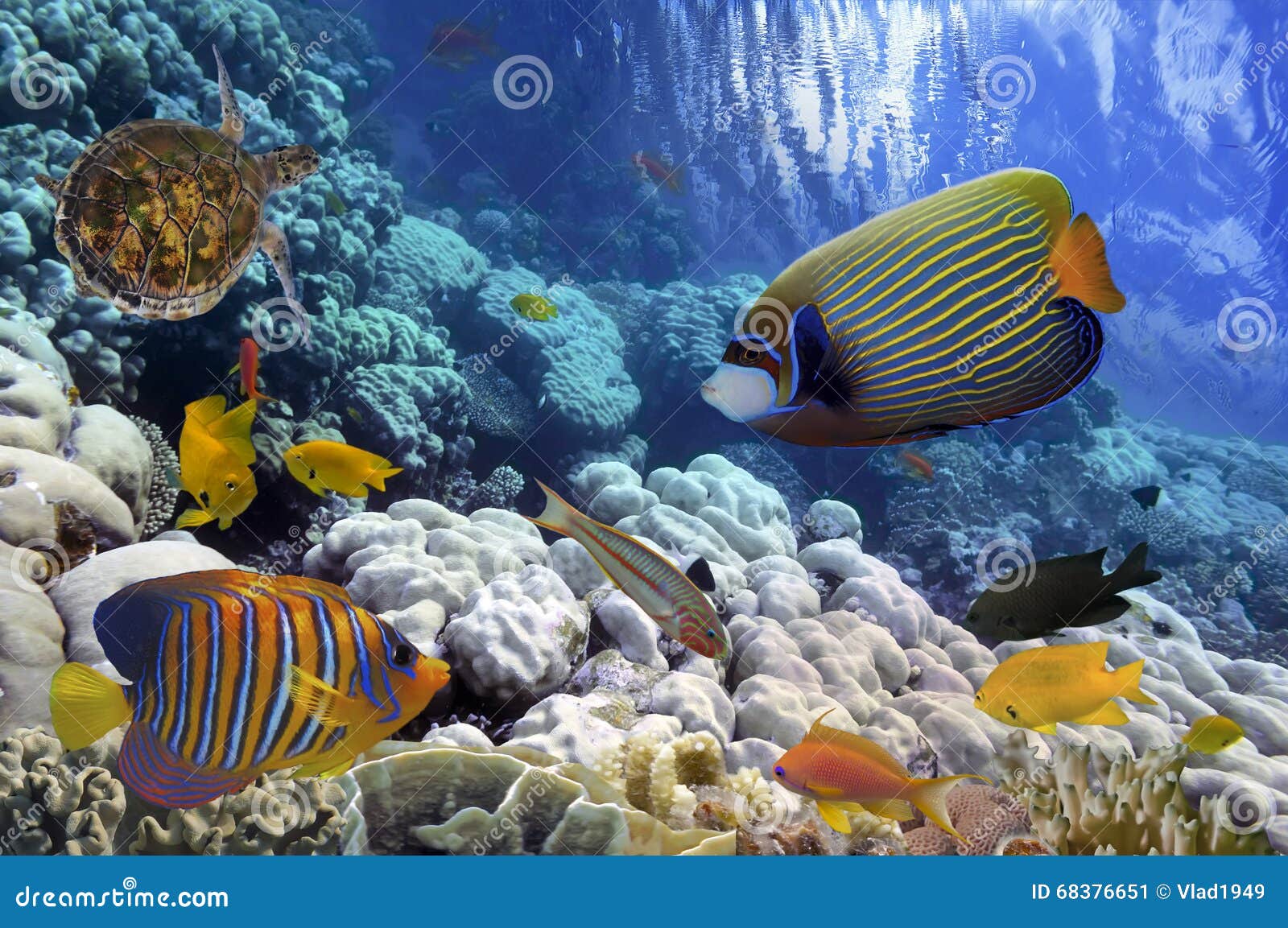 Coral Reef and Tropical Fish Iin the Red Sea Stock Image - Image of ...