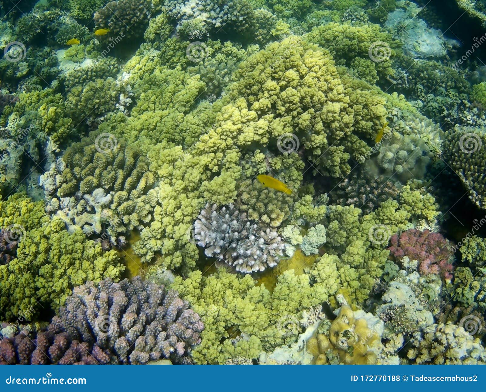 Coral Reef with Tropical Fish, Marsa Alam, Egypt Stock Photo - Image of ...