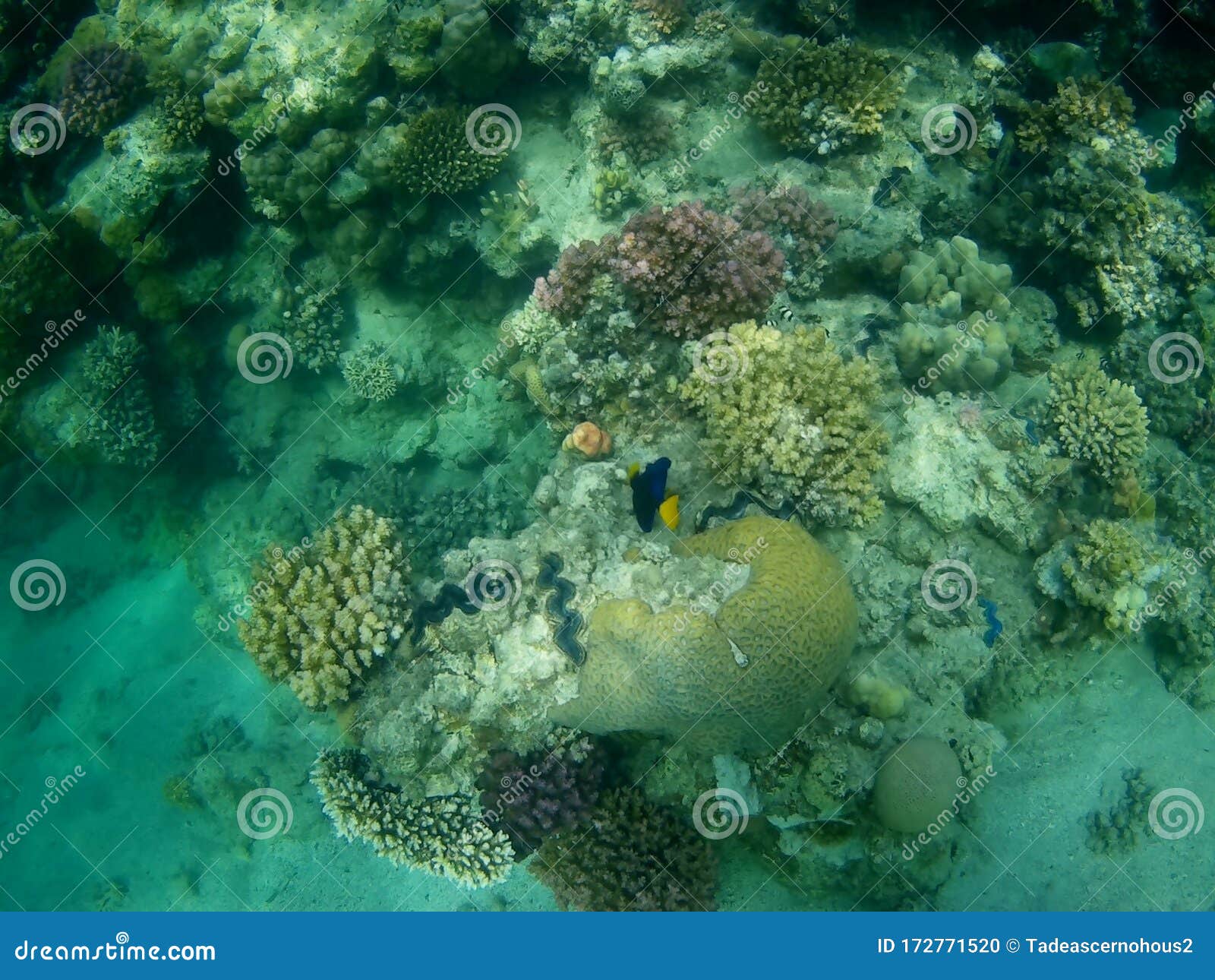 Coral Reef with Tropical Fish, Marsa Alam, Egypt Stock Photo - Image of ...