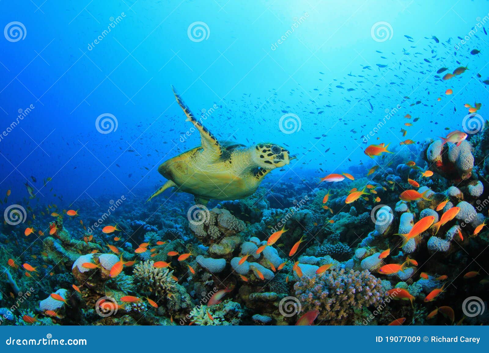 Coral Reef and Turtle stock image. Image of aquatic, reptile - 19077009