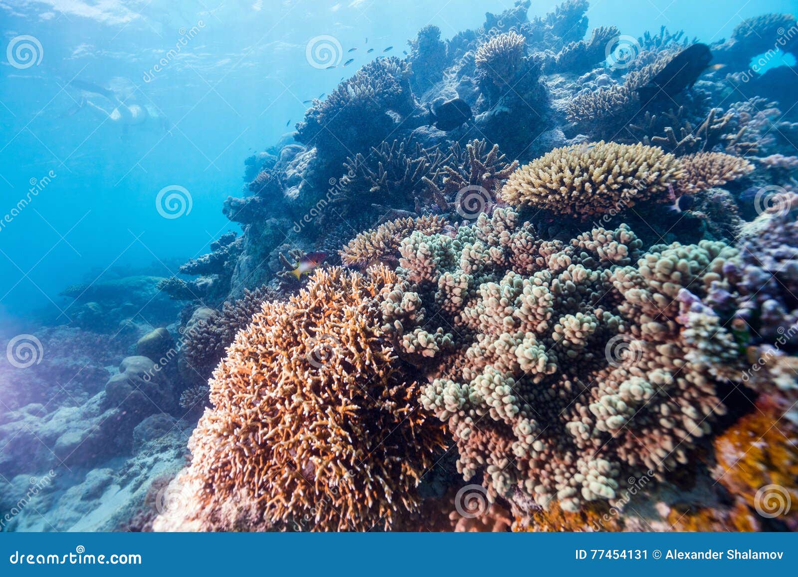 coral reef underwater