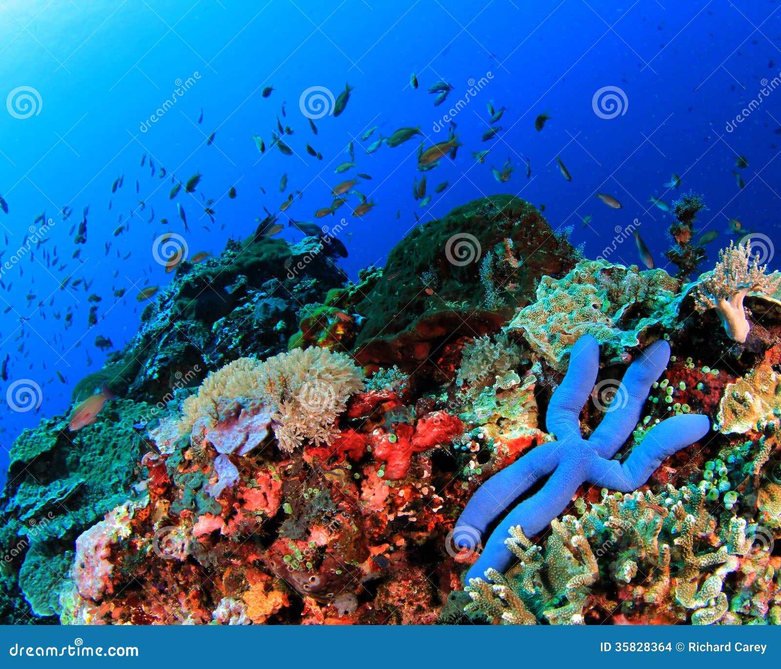 Coral Reef Underwater stock photo. Image of coral, reef - 35828364