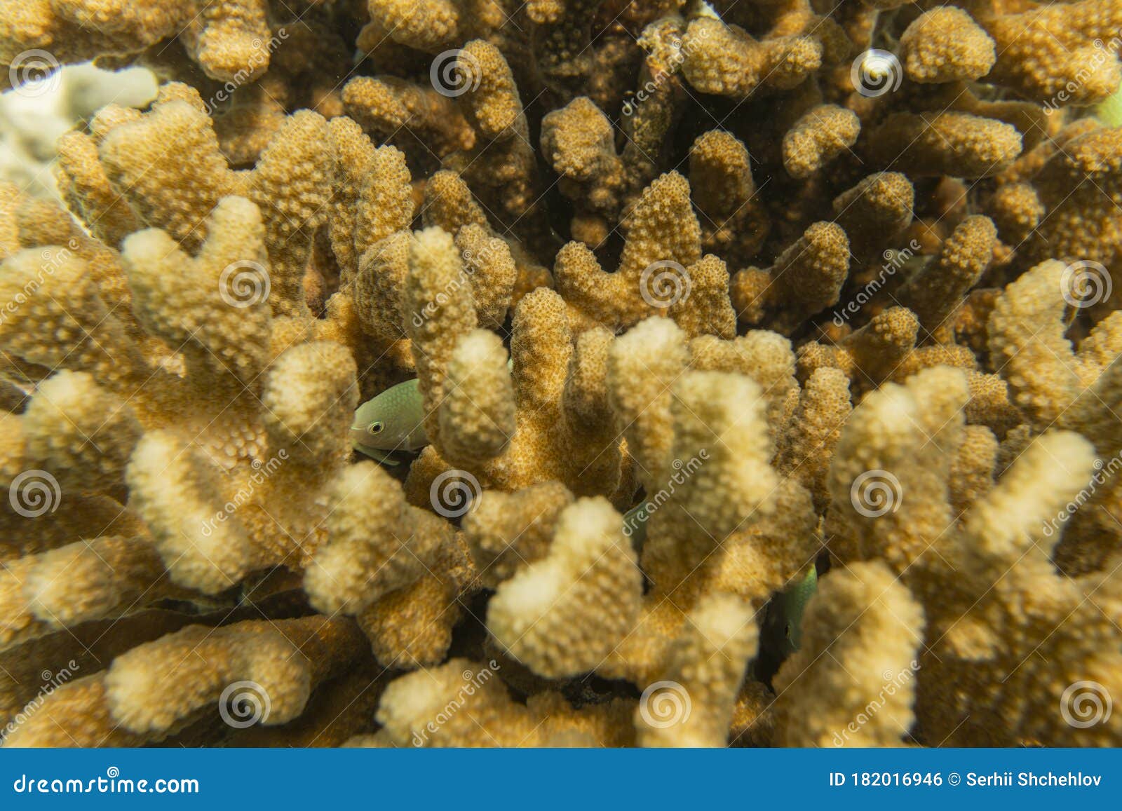 Coral reef underwater view stock photo. Image of contamination - 182016946