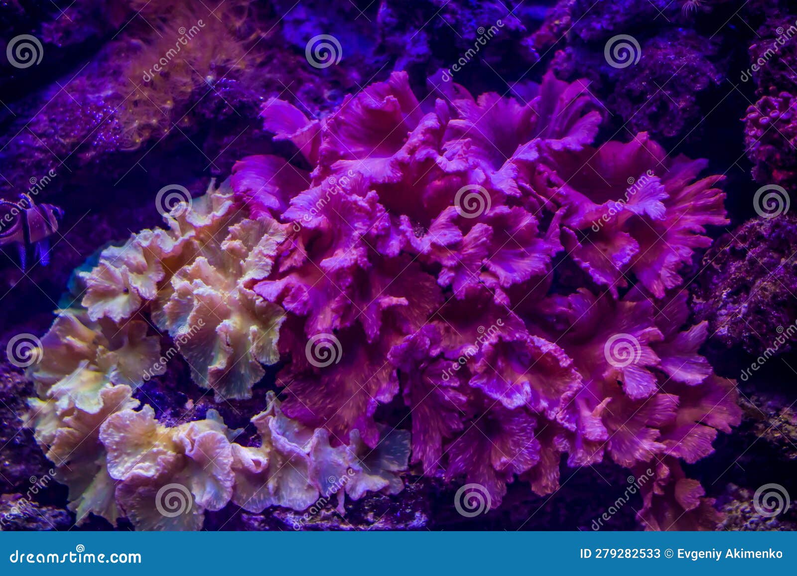 Coral Reefs in the Aquarium Stock Image Image of ocean, reefs 279282533