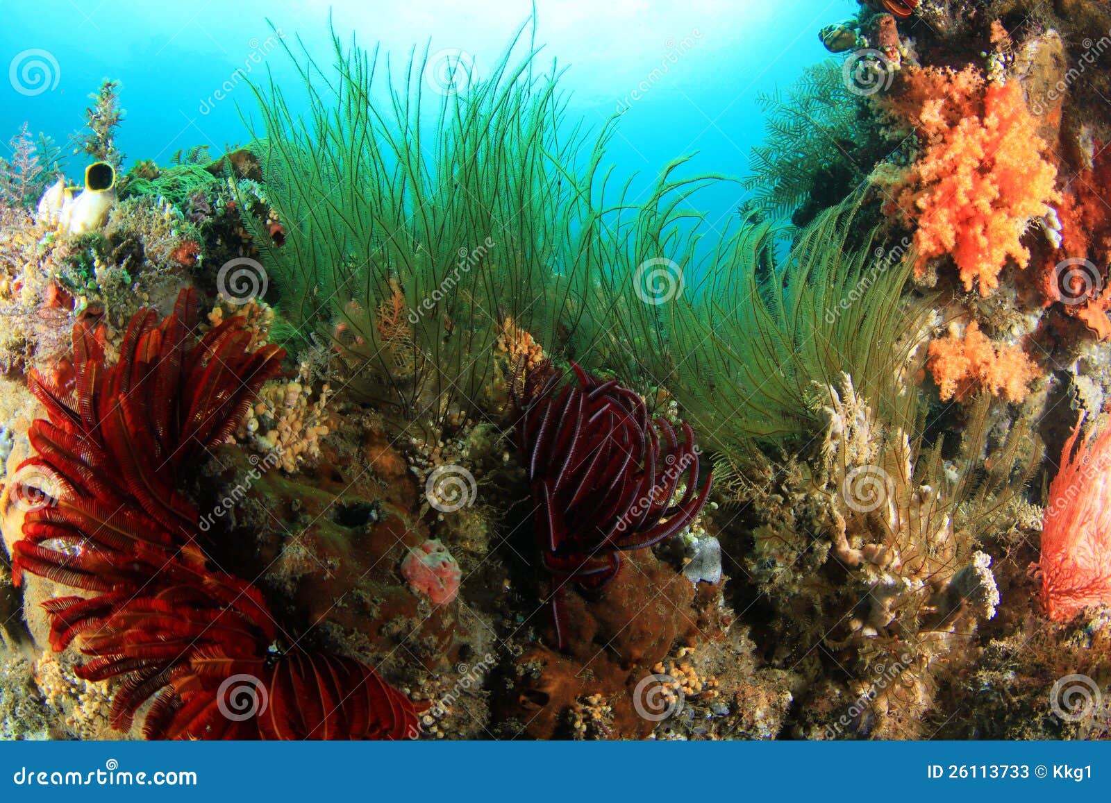 coral reefs and fishes