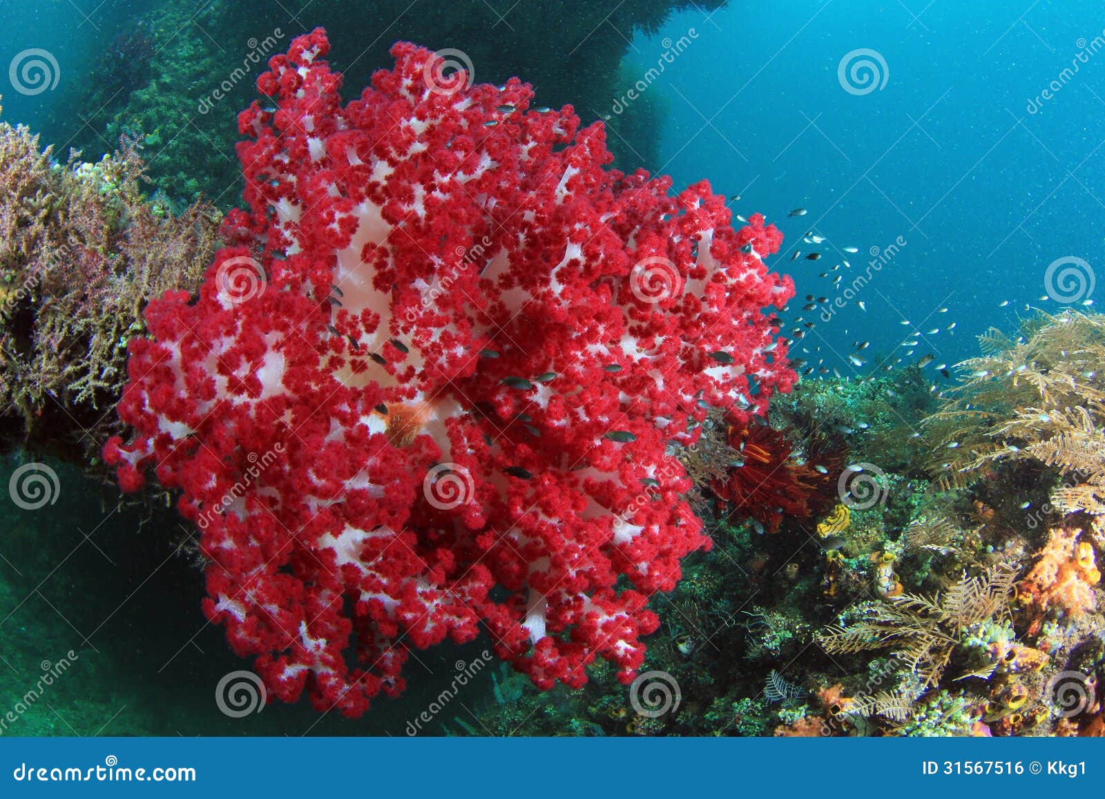 coral reefs and fishes