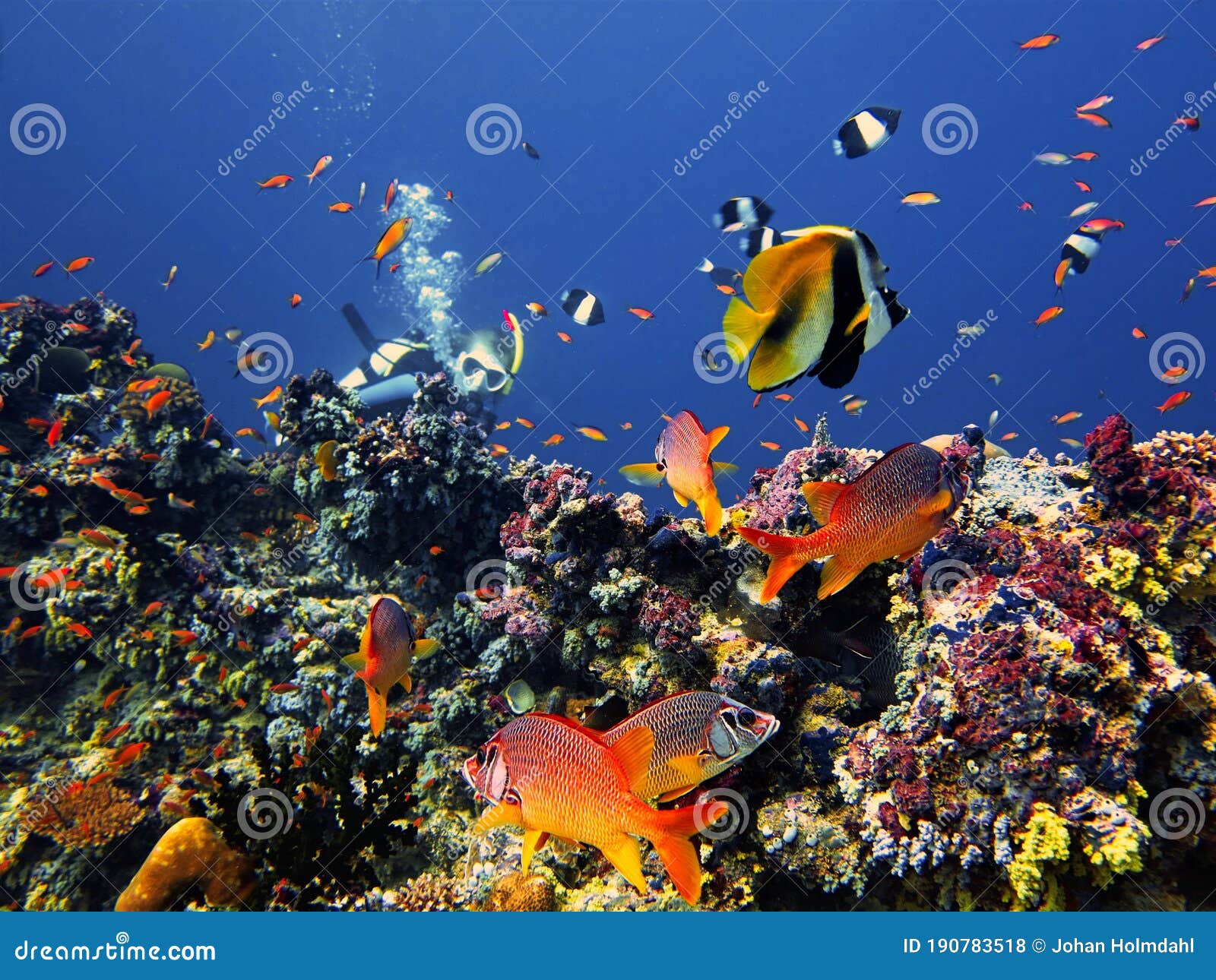Coral Reefs of the Maldives Stock Photo - Image of aquatic, scuba ...