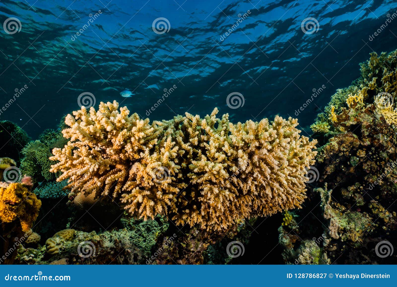 Coral Reefs and Water Plants in the Red Sea, Colorful and Different ...