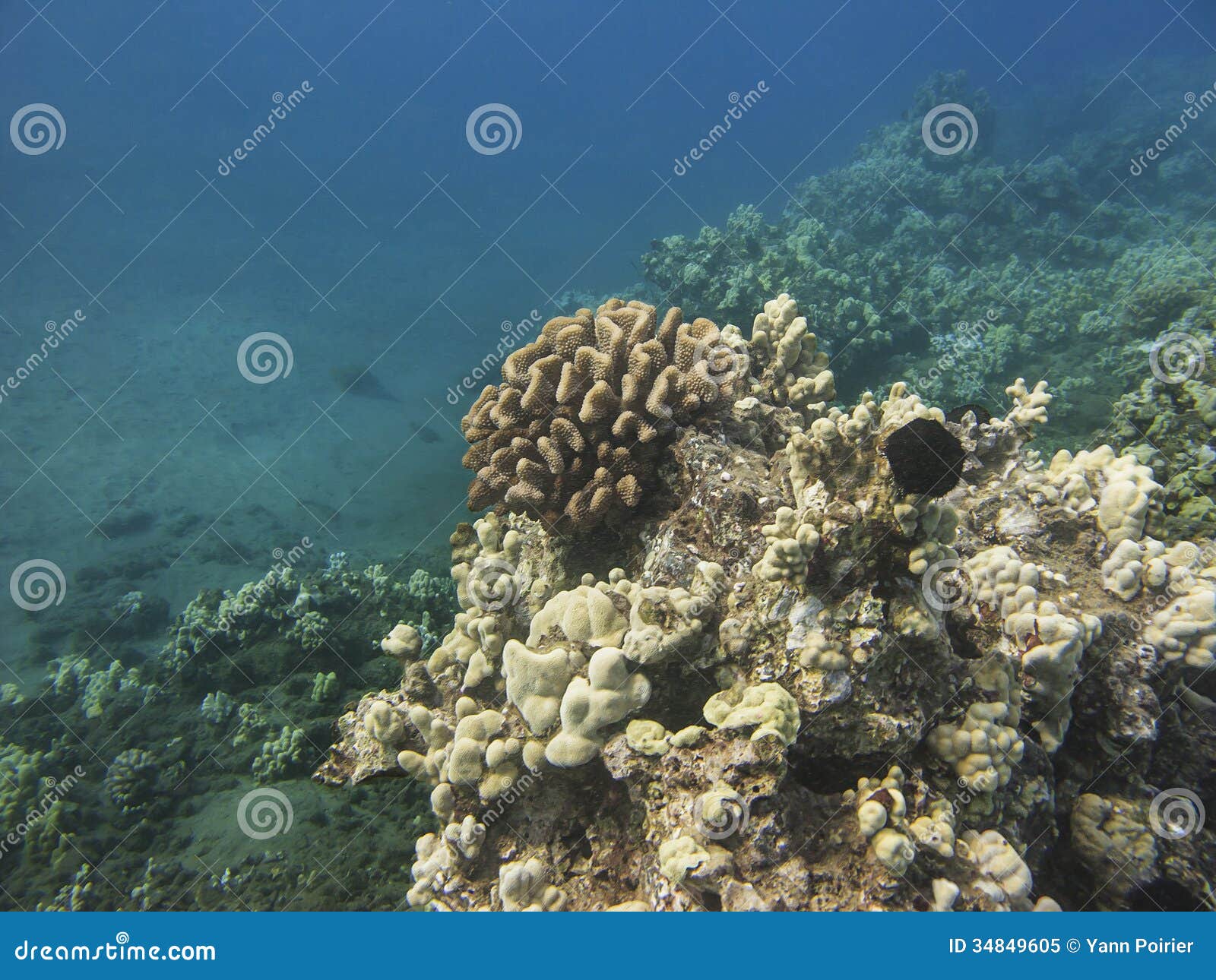 Coral rock stock image. Image of atlantic, nature, aquarium 34849605