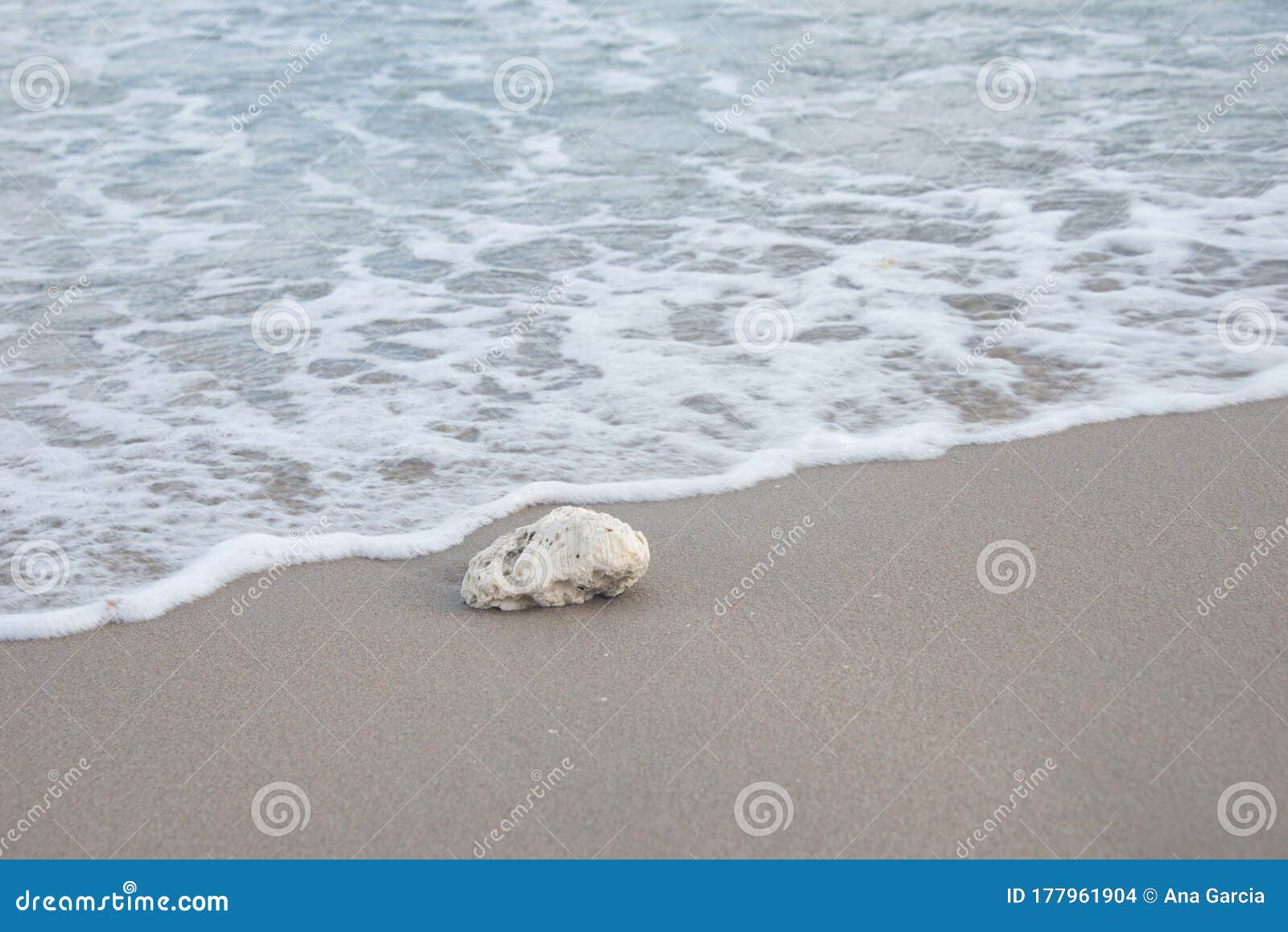 Coral Rock Washed Ashore on the Beach Stock Photo Image of seashore