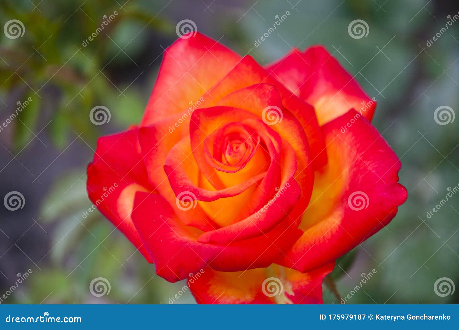Coral Rose Flower. Beauty of Spring and Summer Nature Stock Image