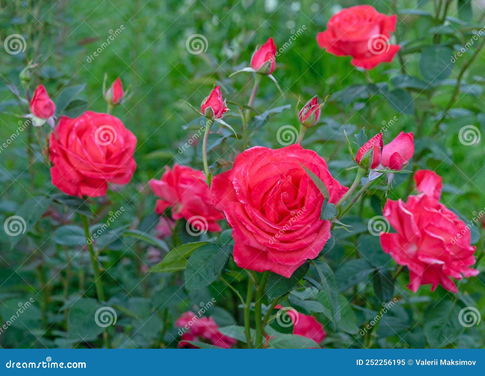 Coral Roses Bloom in the Rose Garden in Summer Stock Image Image of
