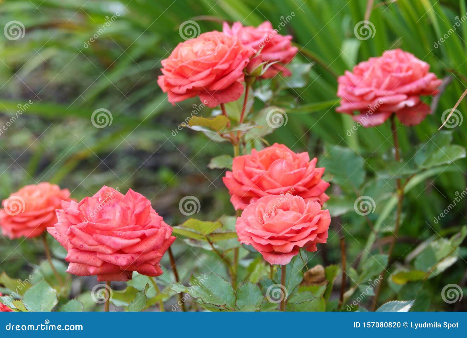 Coral Roses in Full Bloom in a Rose Garden Stock Photo Image of