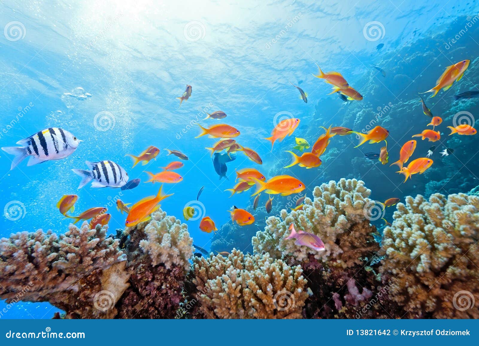 Coral scene on the reef stock photo. Image of scuba, reflection - 13821642