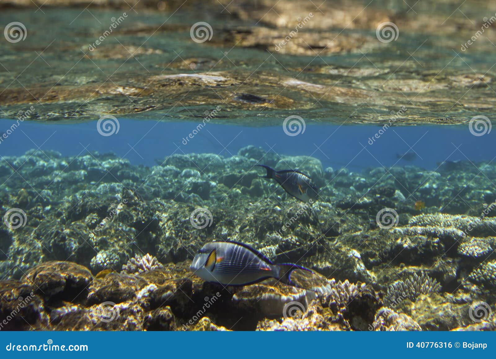 Coral Scene with Tropical Fish at Red Sea Stock Photo - Image of ...