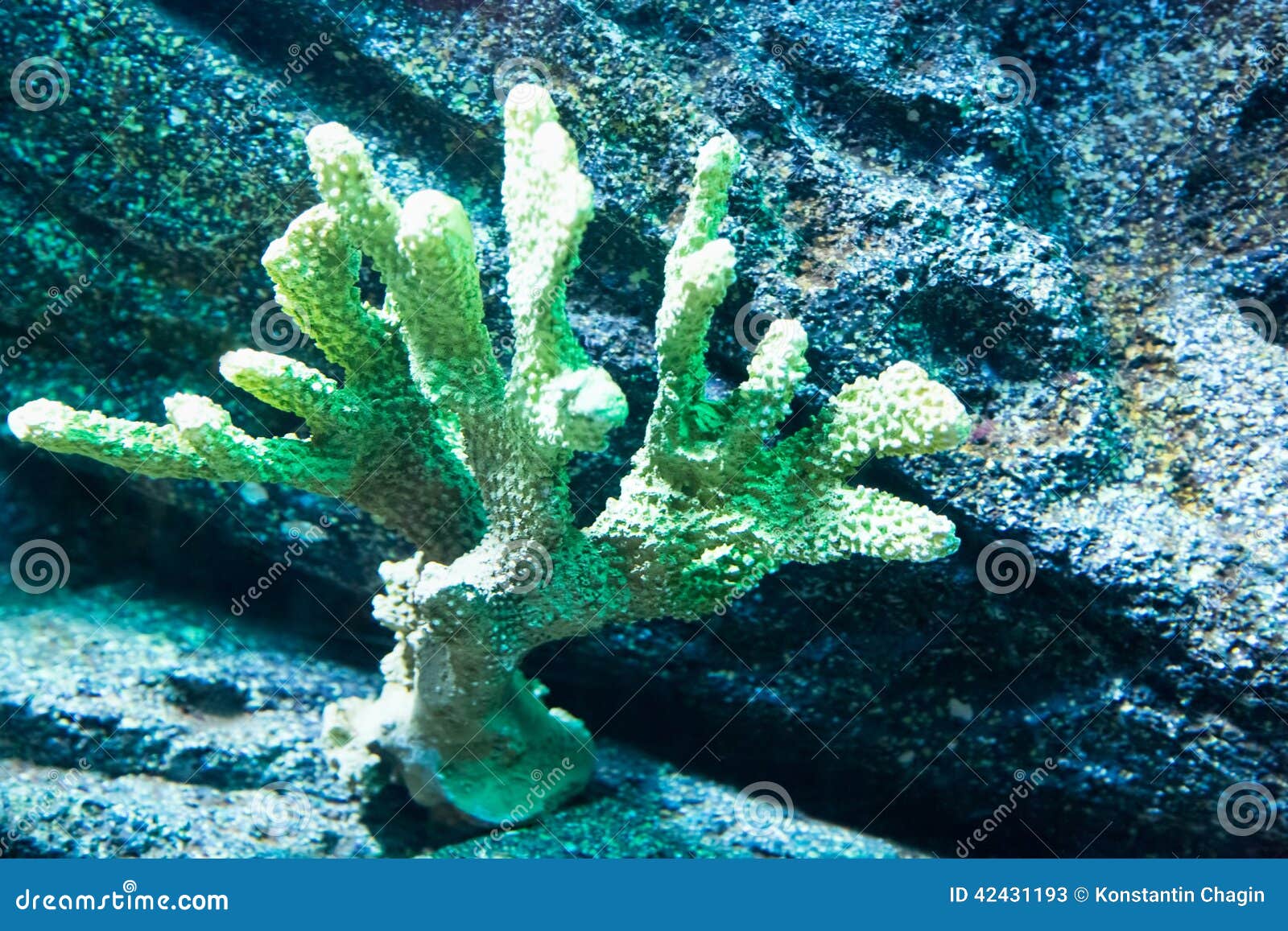 Coral on the sea floor stock image. Image of aqua, nature - 42431193