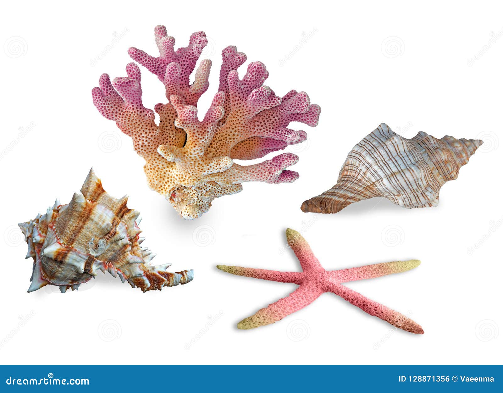 Coral and Seashells Isolated on Background Stock Photo Image of polyp