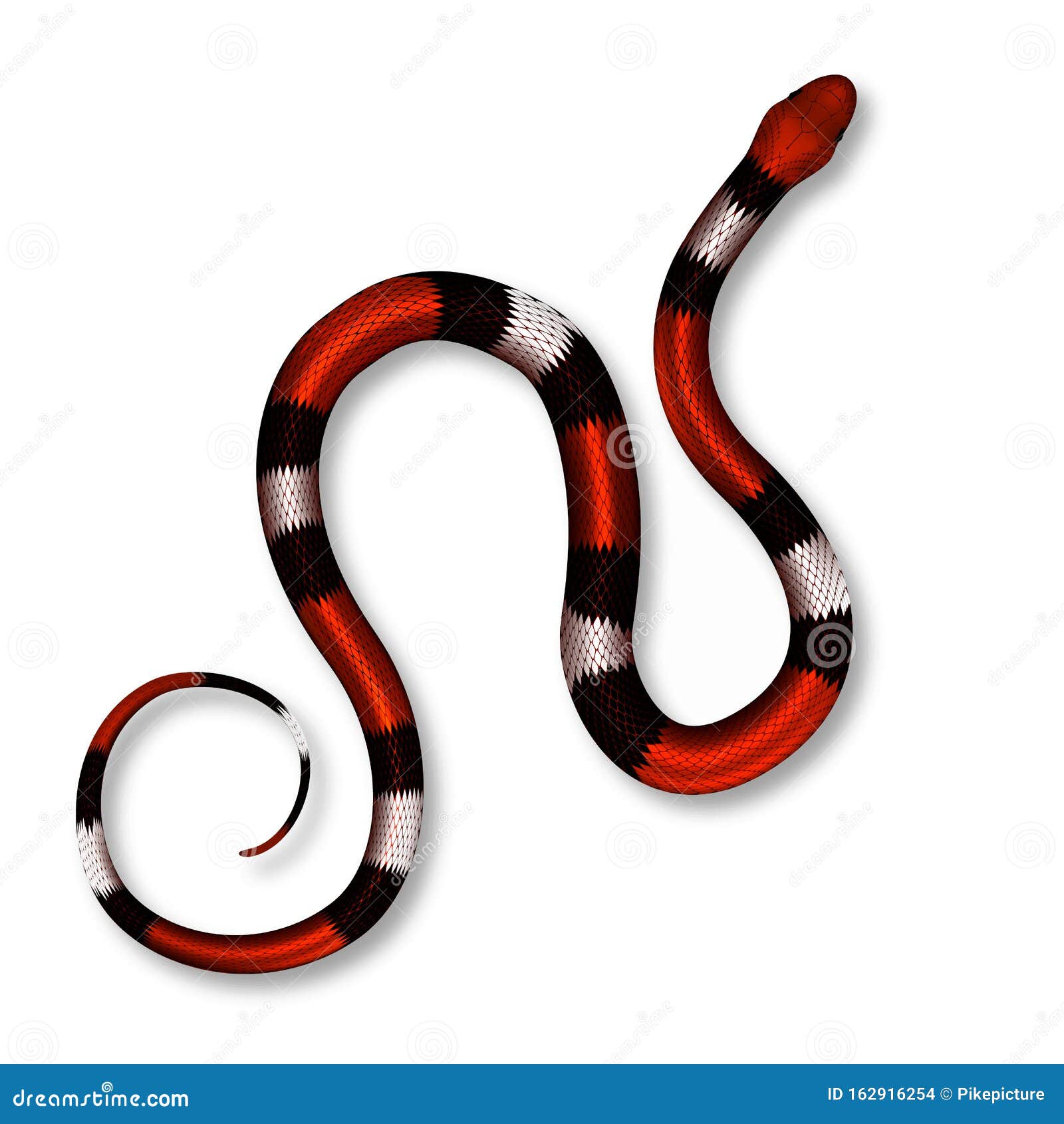 Coral Snake, Poisonous And Danger Mammal Vector