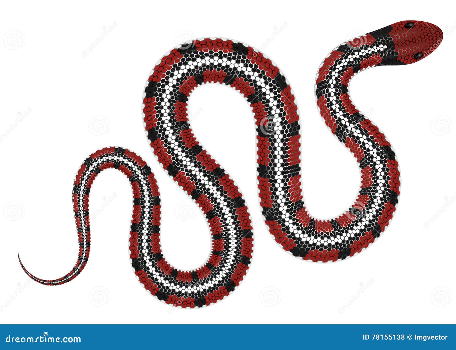 Coral Snake, Poisonous And Danger Mammal Vector