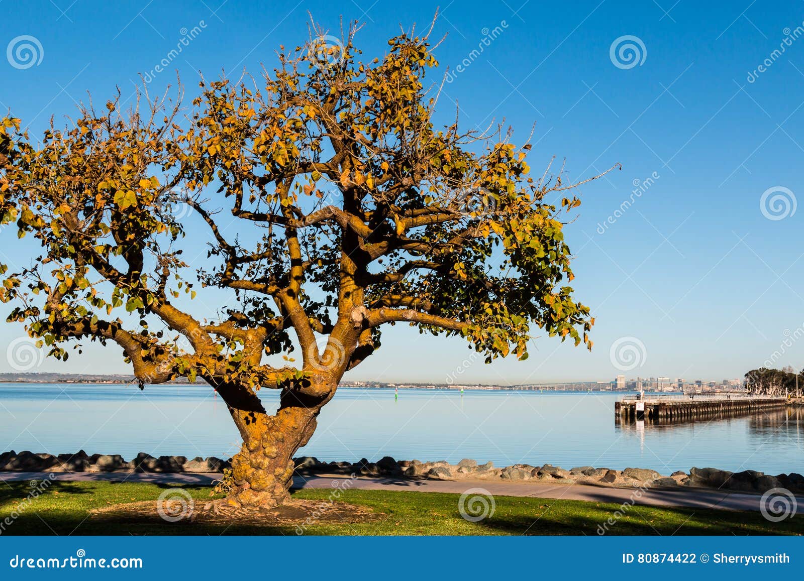 coral tree in chula vista with san diego bay