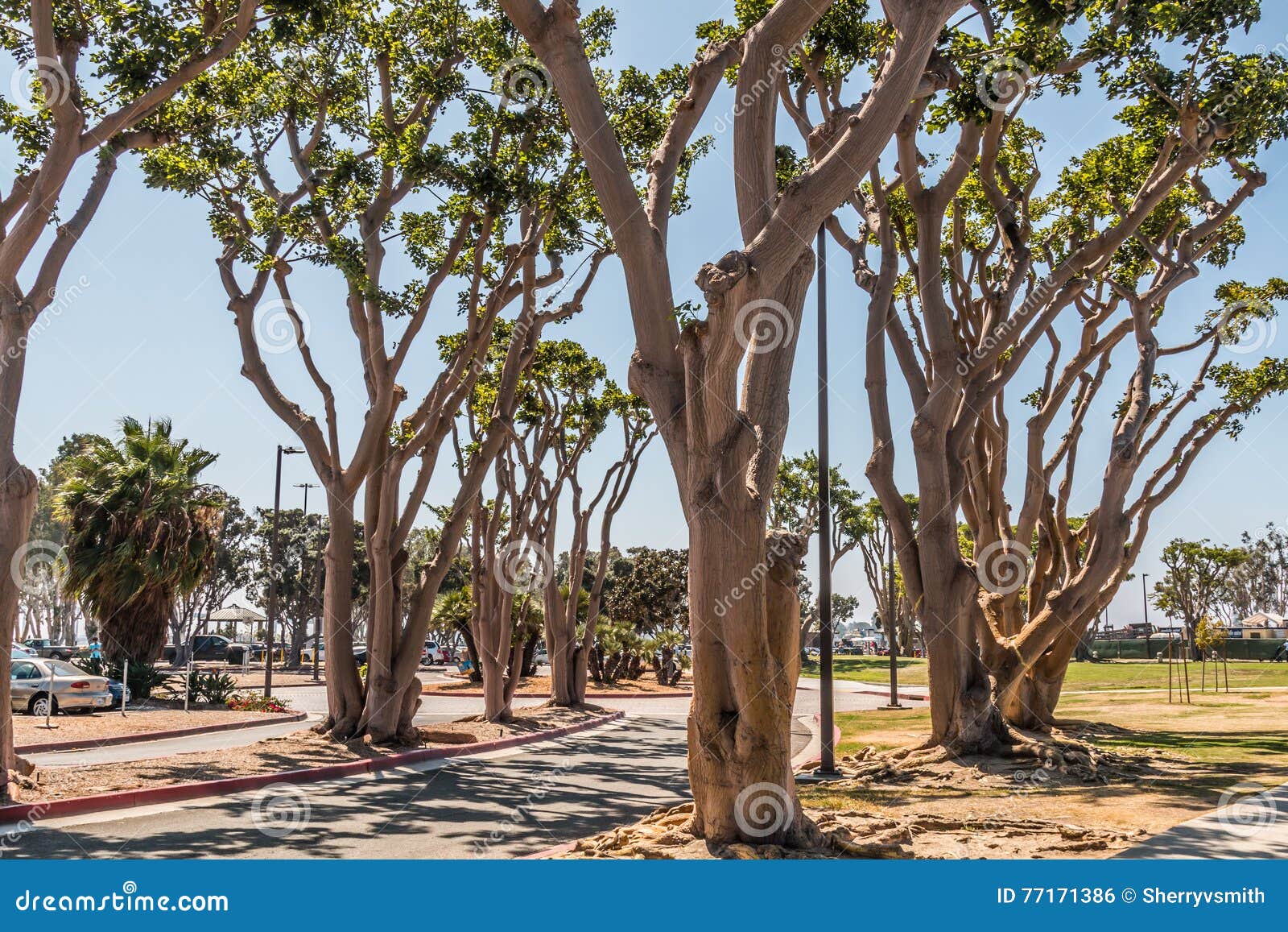 coral trees at embarcadero park south in san diego