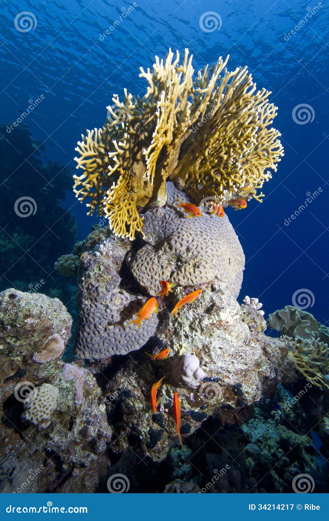 Coralli tropicali del mare immagine stock. Immagine di fotographia