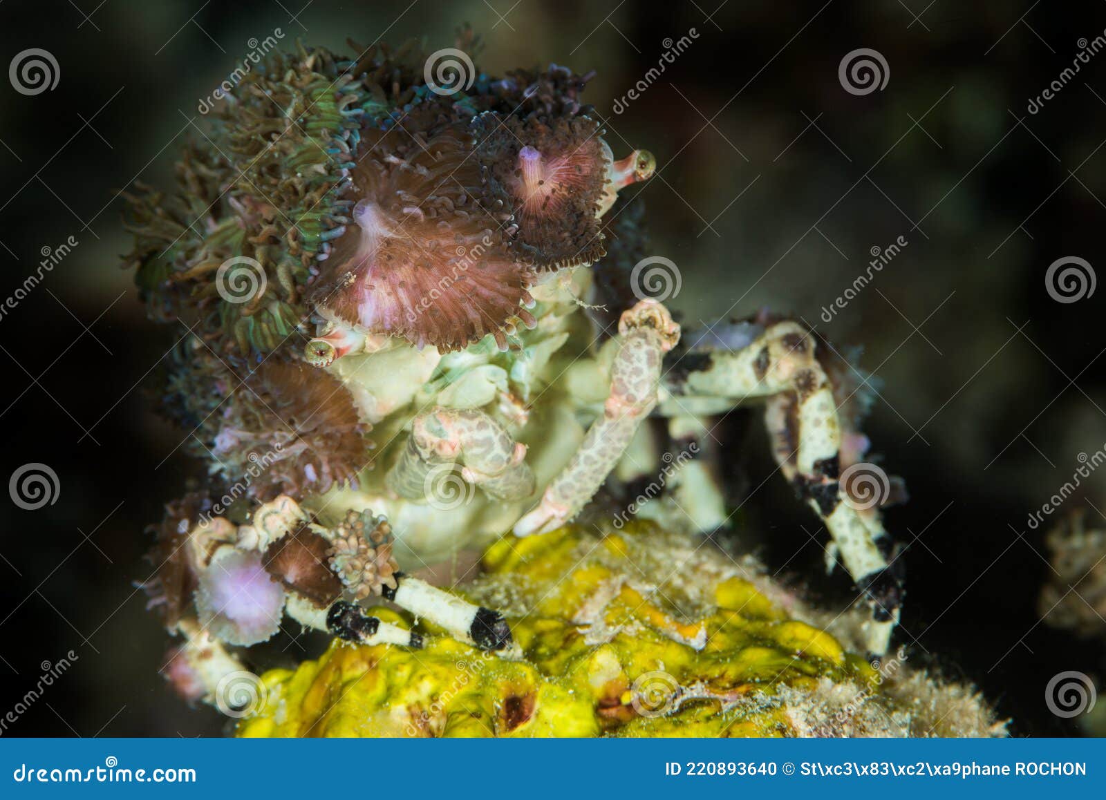 Corallimorph Decorator Crab Stock Photo Image of crab, diving 220893640