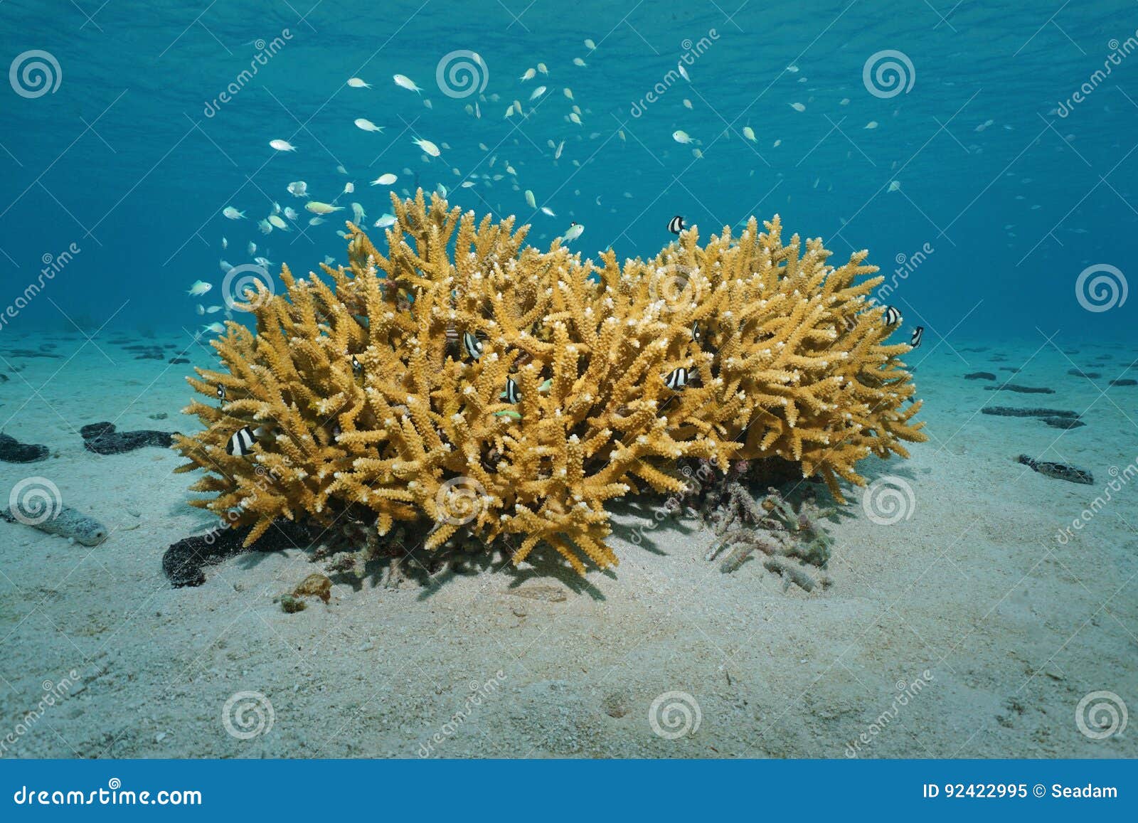 Corallo di Staghorn subacqueo con il fondale marino sabbioso del pesce Fotografia Stock Libera da Diritti
