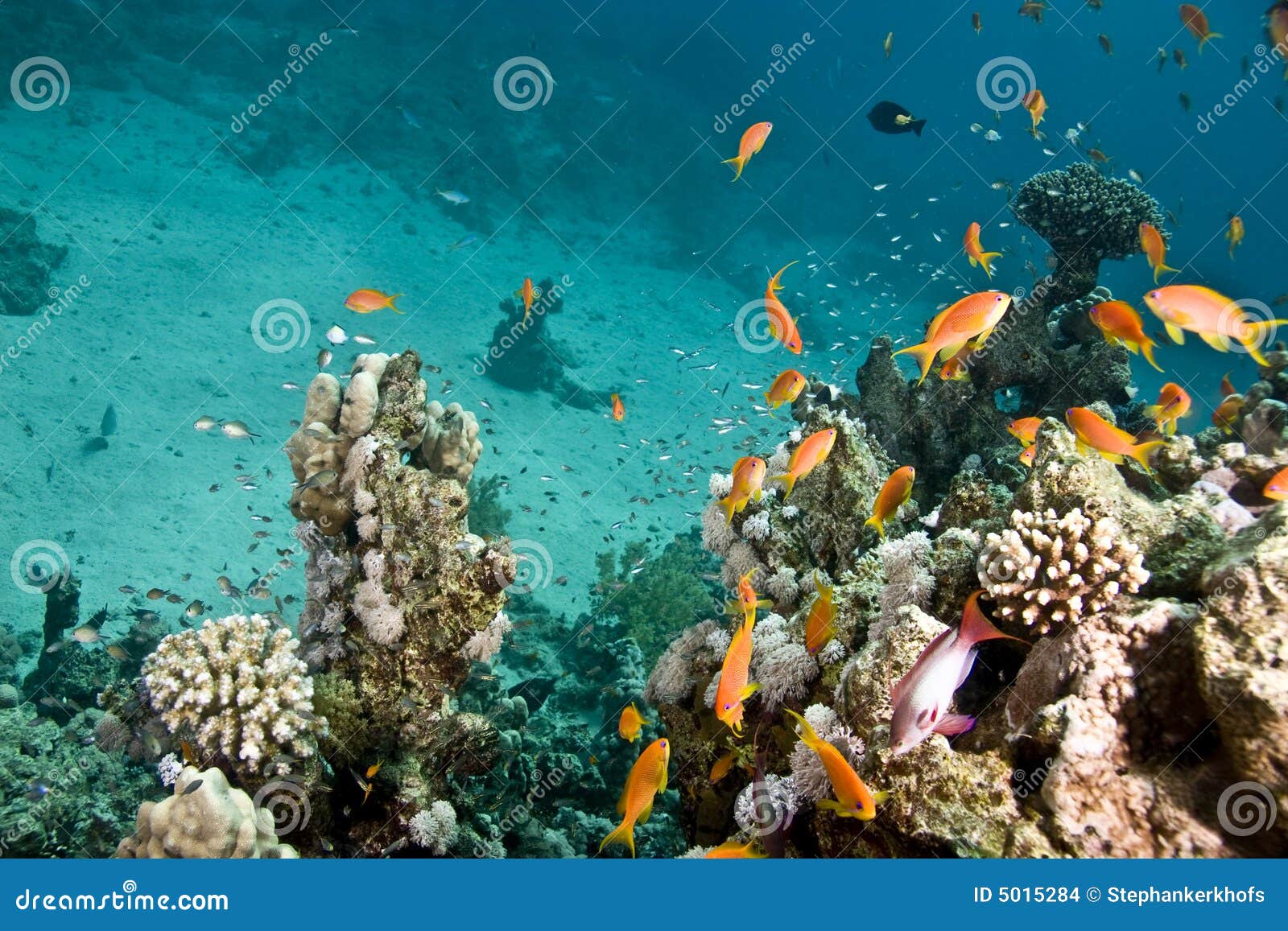 Corallo e pesci. Corallo e ras contenuti pesci mohammed.