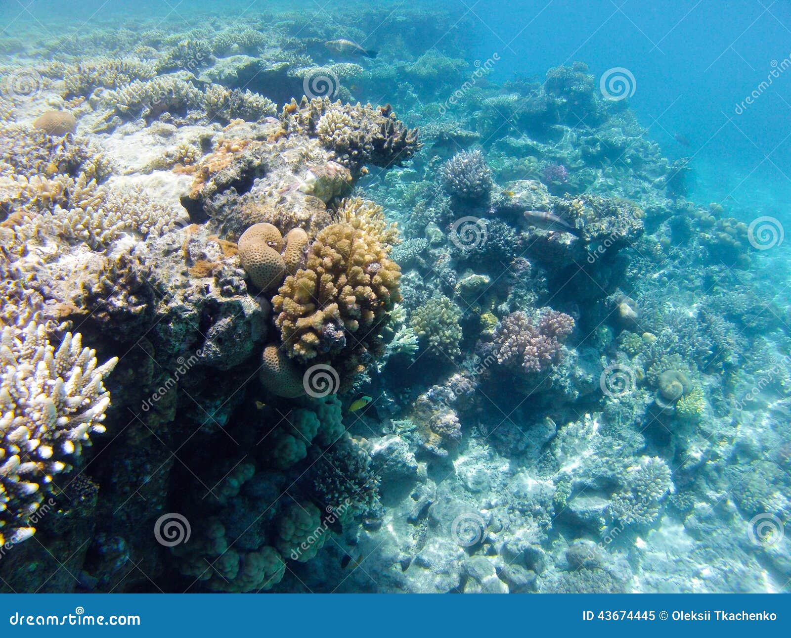 Coralreef_5 stock afbeelding. Image of rood, duik, ecosysteem - 43674445
