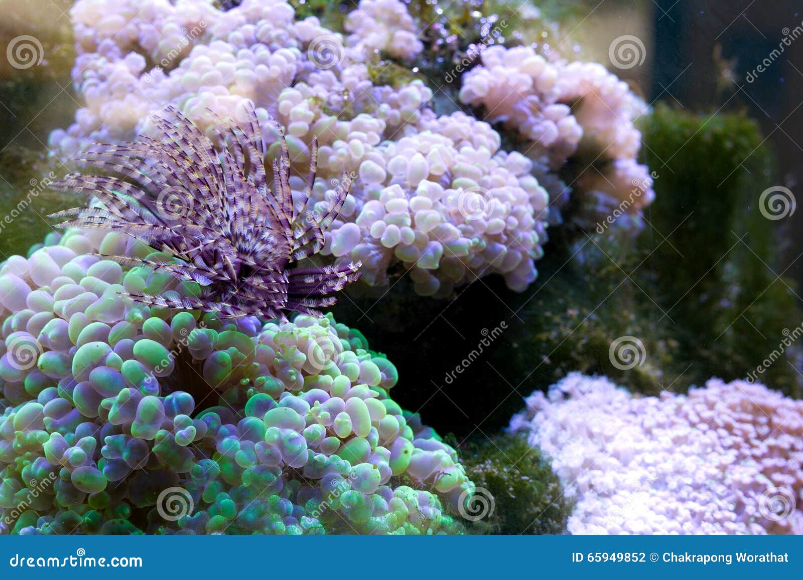 Corals Reef and Sponges in a Aquarium. Stock Photo Image of corals