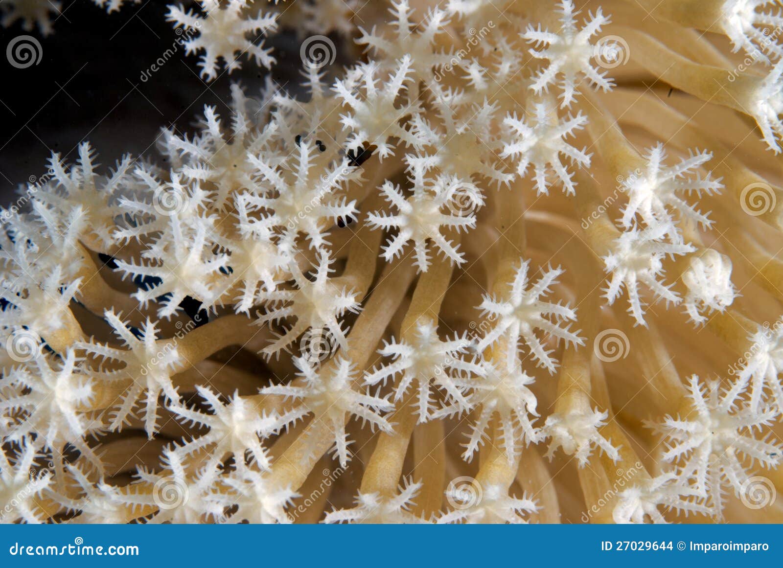 corals in reproduction