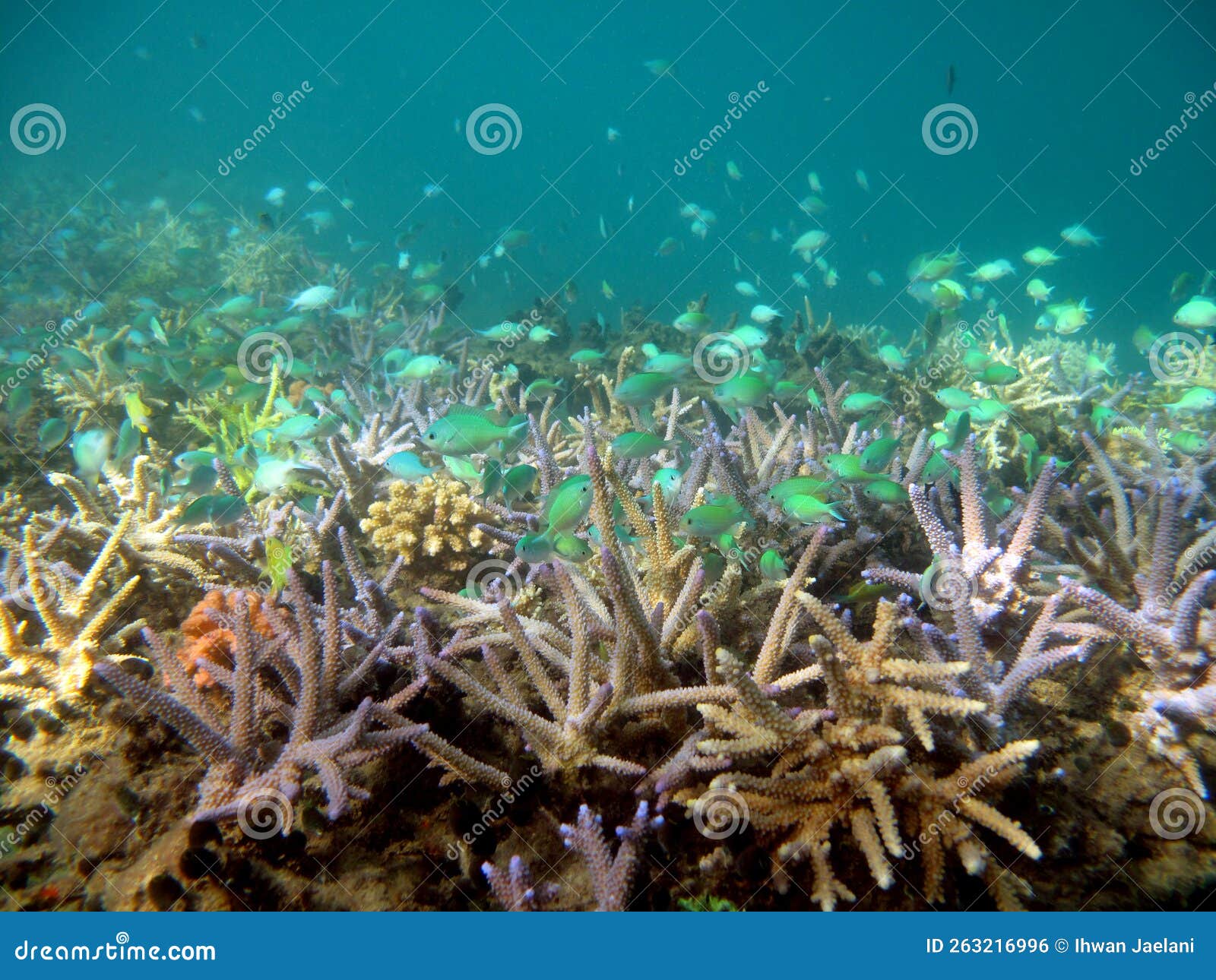 corals transplantation garden
