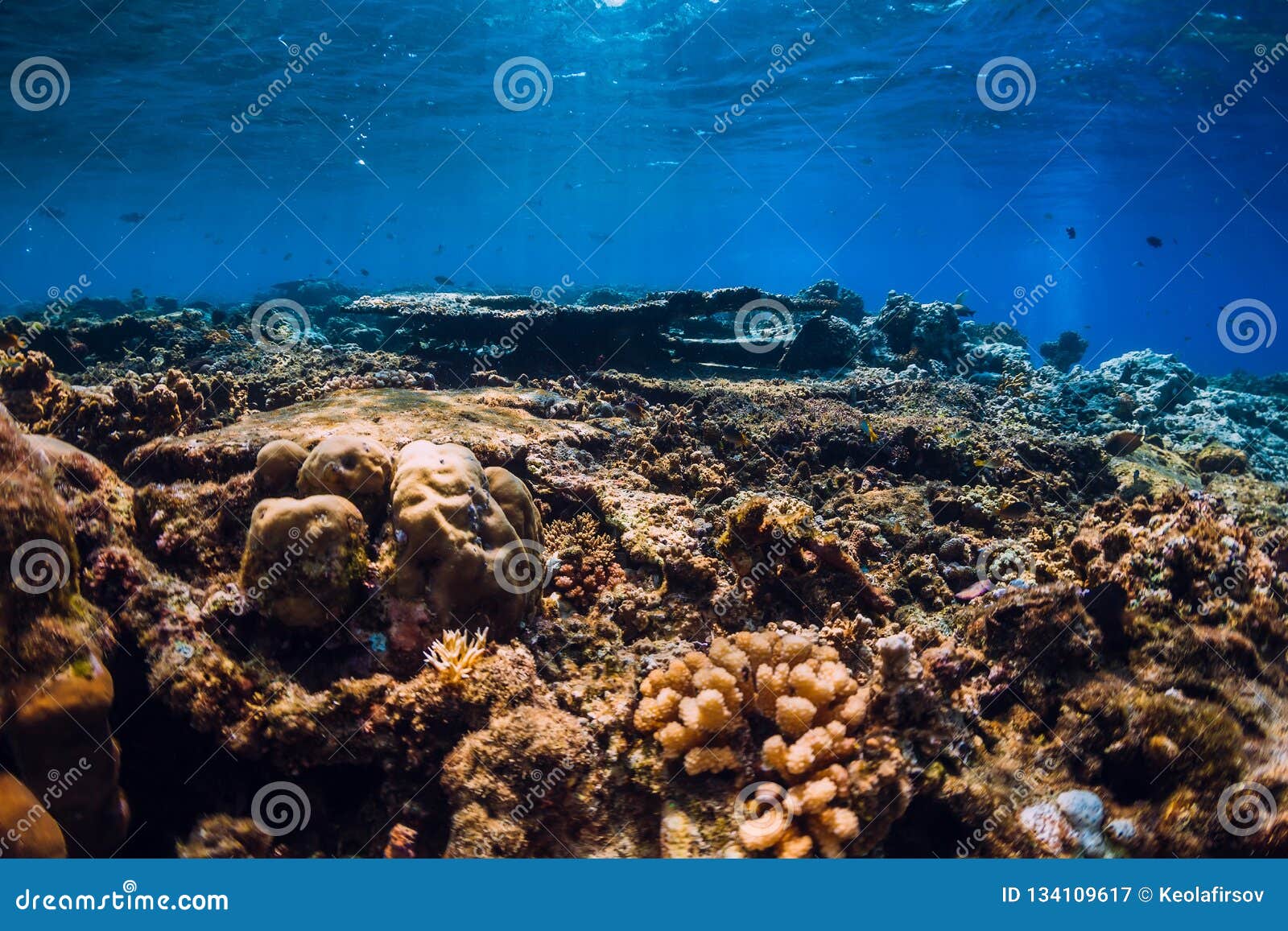 Corals and Tropical Fish in Underwater Blue Sea Stock Image - Image of ...