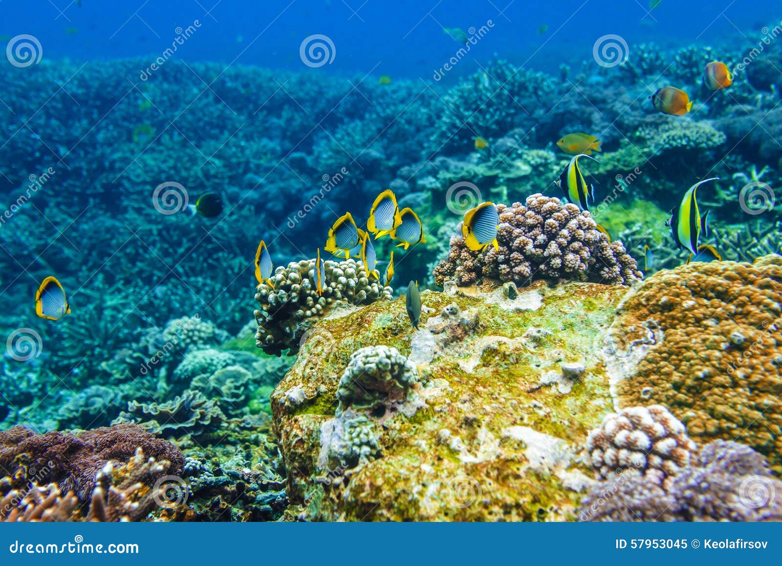 Corals Underwater and Beautiful Tropical Fish in the Indian Ocean Stock ...