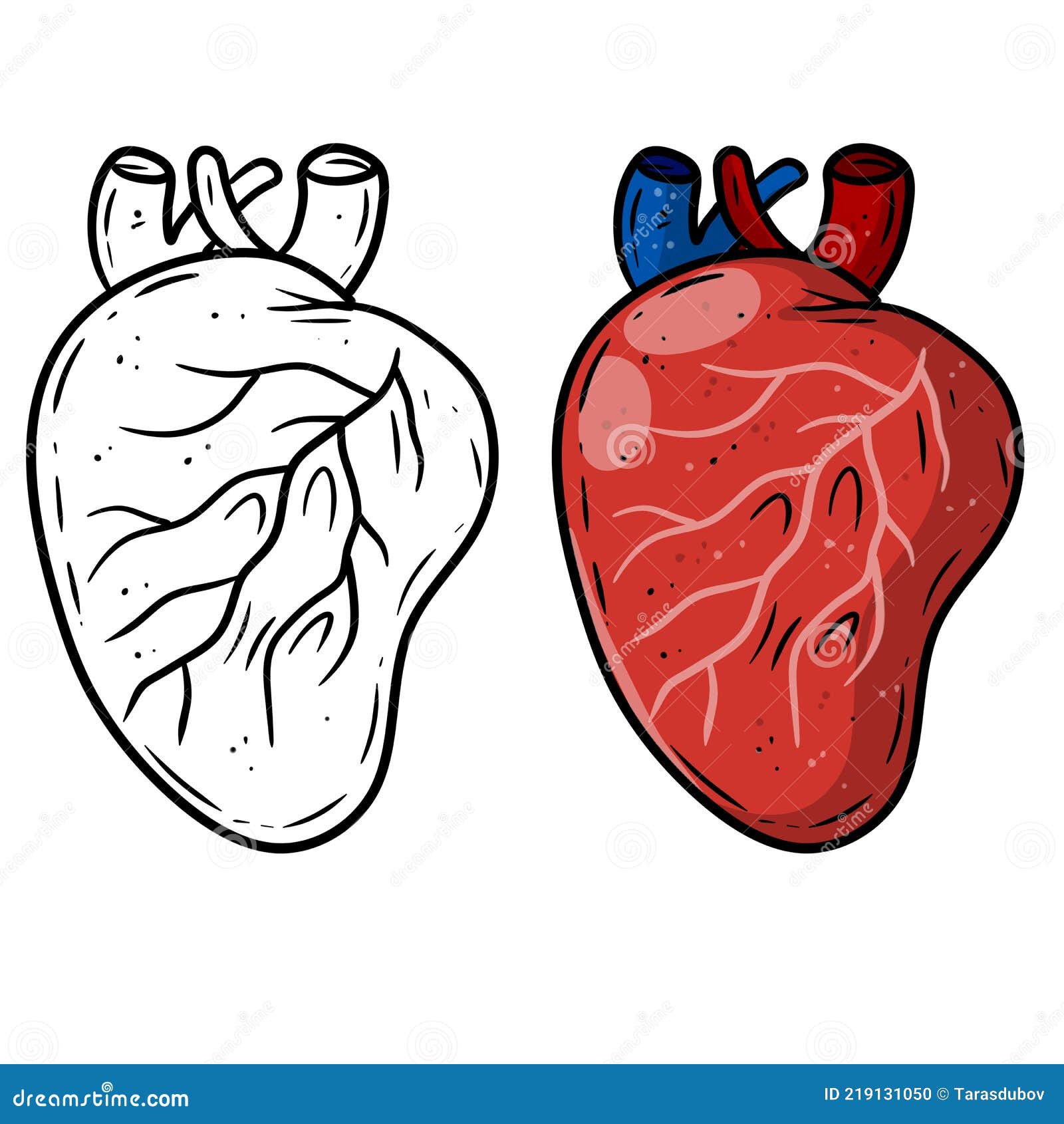 Corazón. órgano Interno Humano. Medicina Y Cardiología. Elemento Para Libro  De Texto Ilustración del Vector - Ilustración de vector, arteria: 219131050