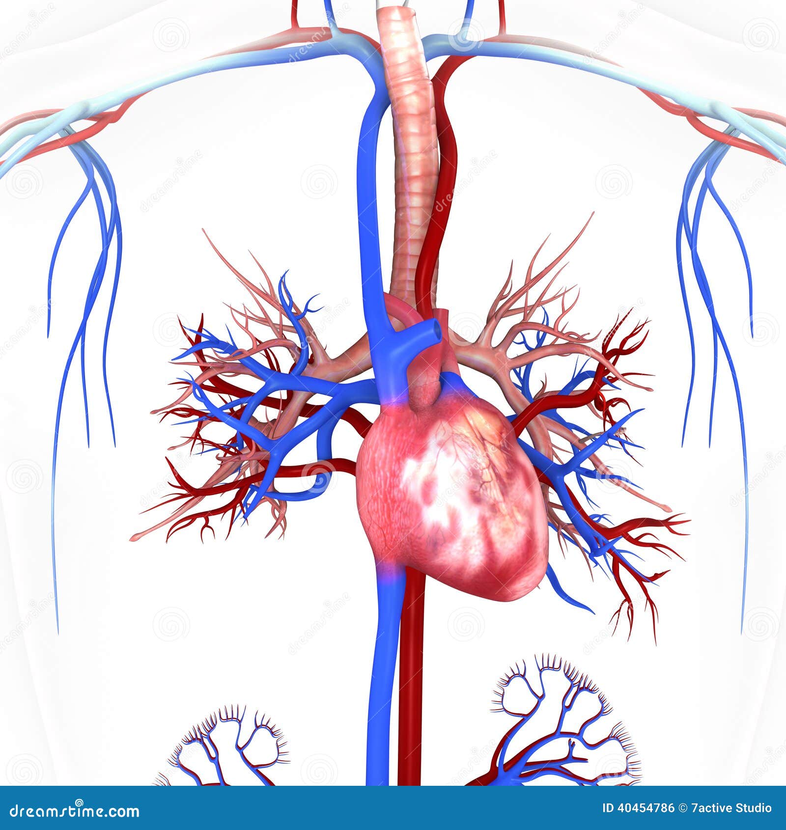 Corazón Con Las Venas Y Las Arterias Stock de ilustración - Ilustración de sano, flujo: 40454786 Corazón Con Las Venas Y Las Arterias Stock de ilustración - Ilustración de sano, flujo: 40454786