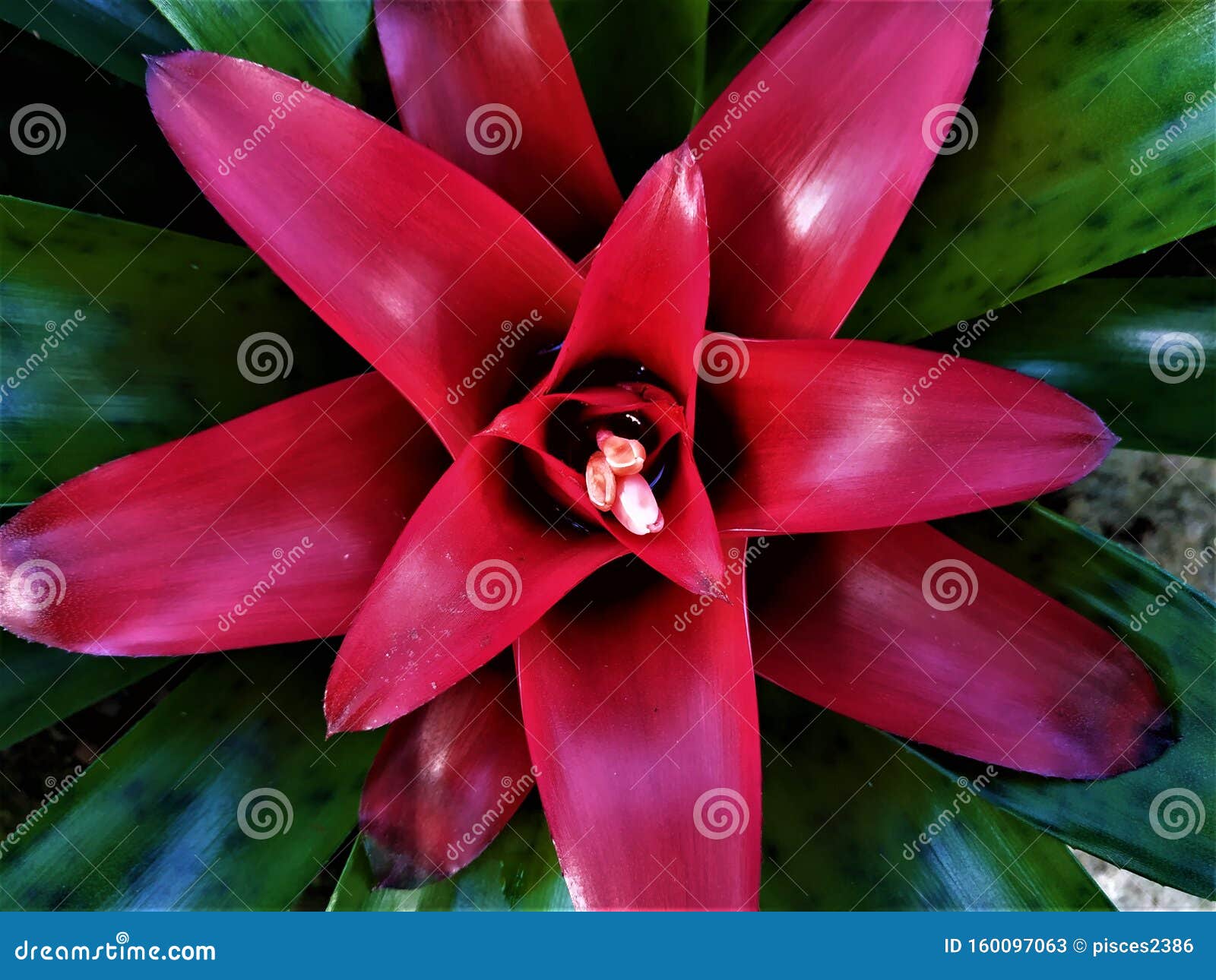 CorazÃ³n Rojo De Bromelias Con PequeÃ±as Flores Imagen de archivo - Imagen  de vides, fondo: 160097063