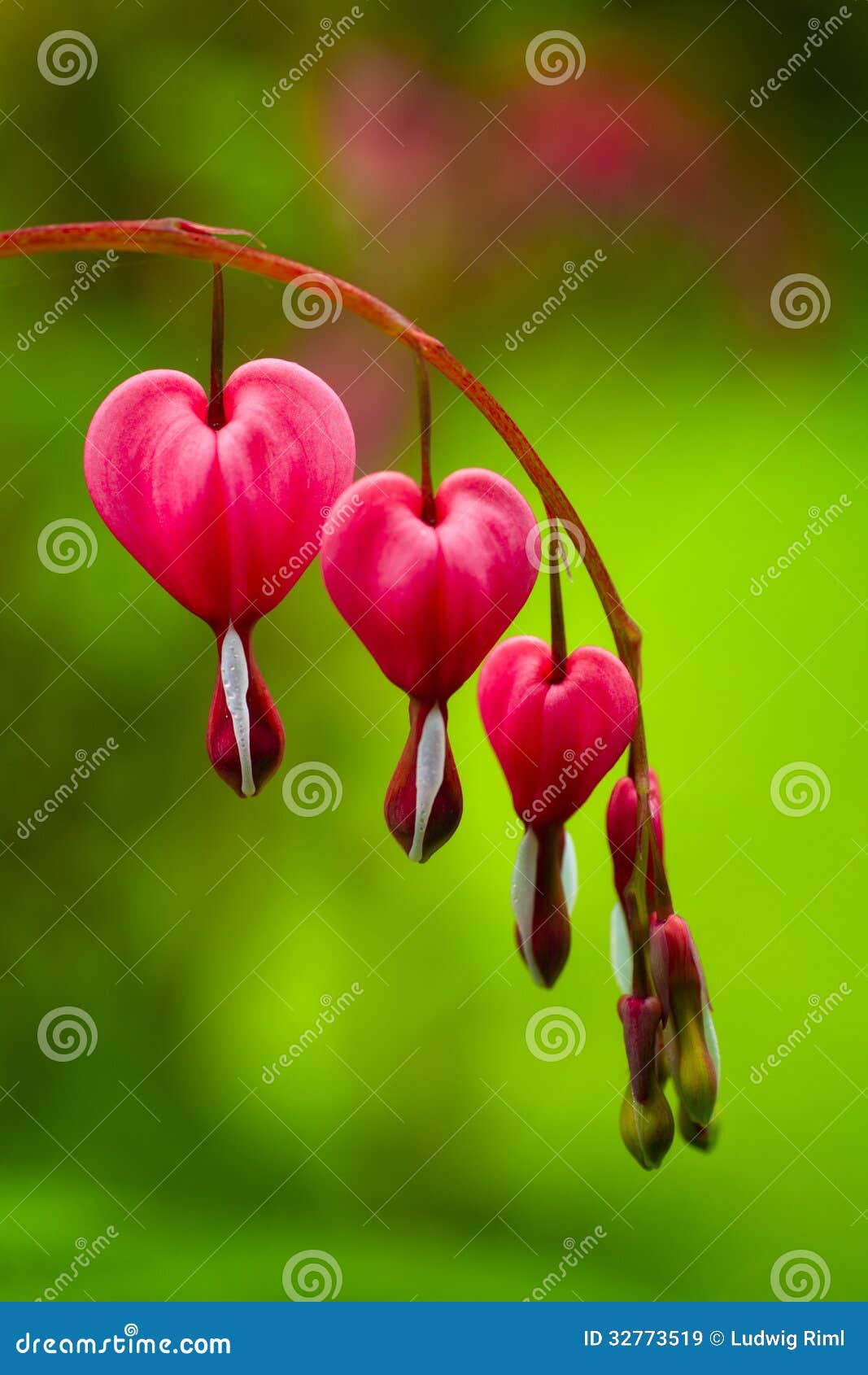 Corazón sangrante imagen de archivo. Imagen de rojo, flor 32773519