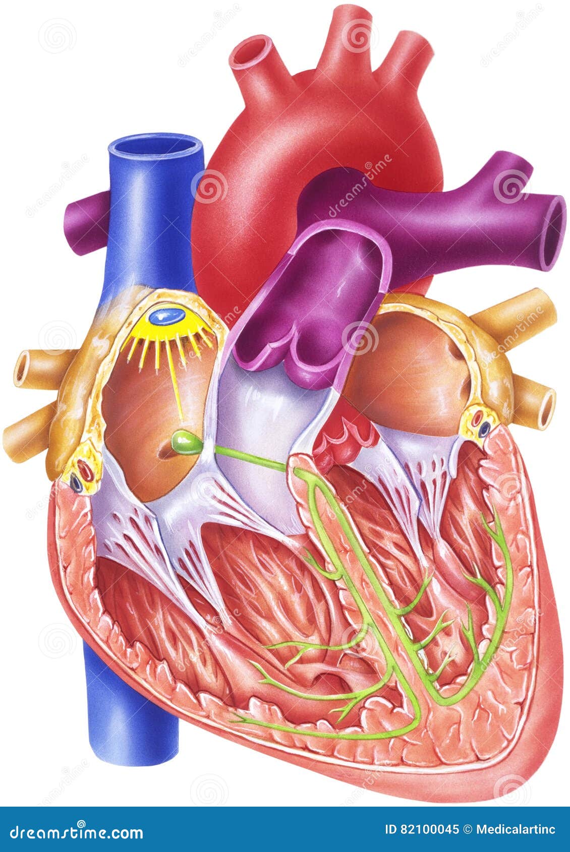医疗人体科室挂图-心脏解剖图图片-图行天下素材网