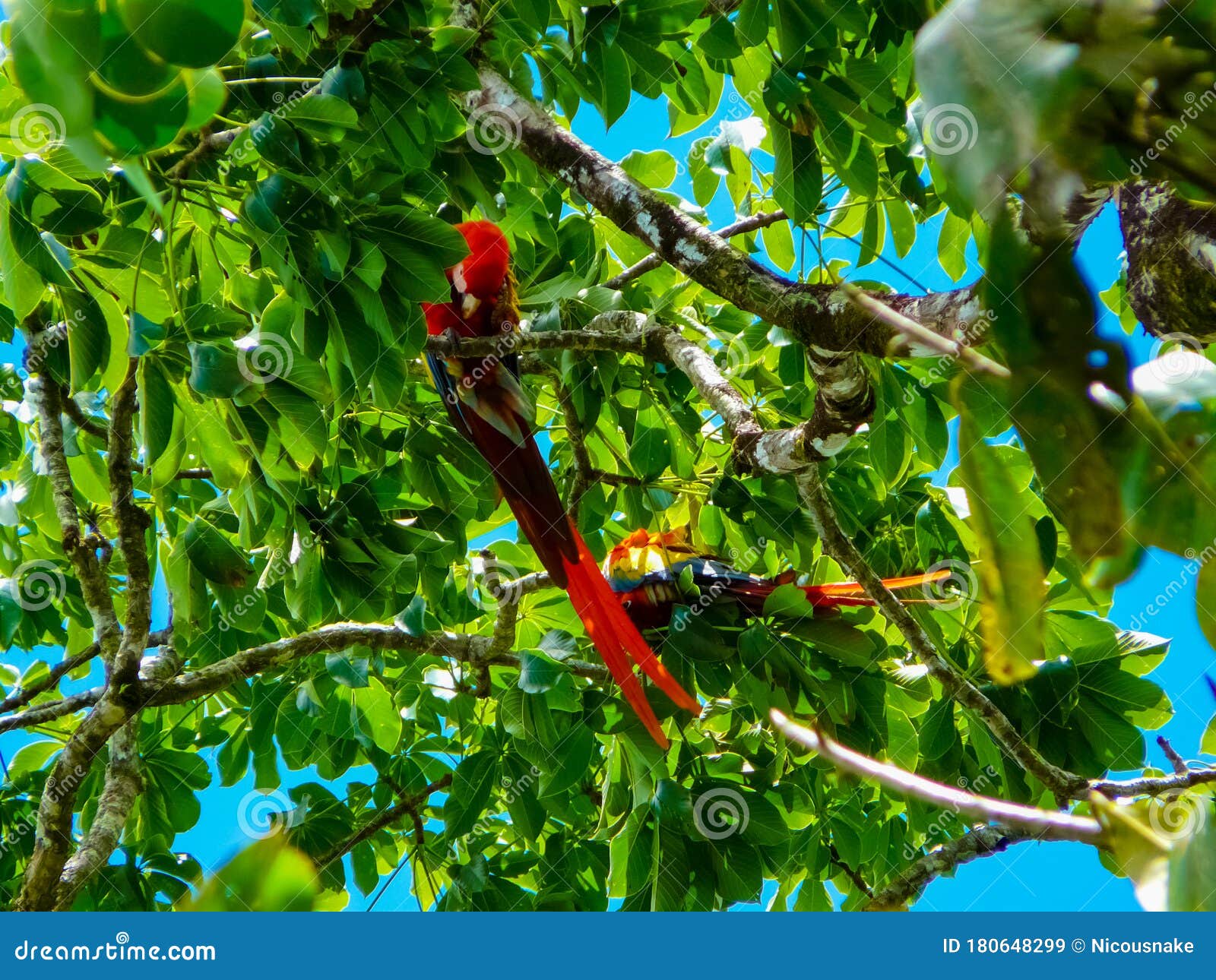 corcovado national park, osa peninsula