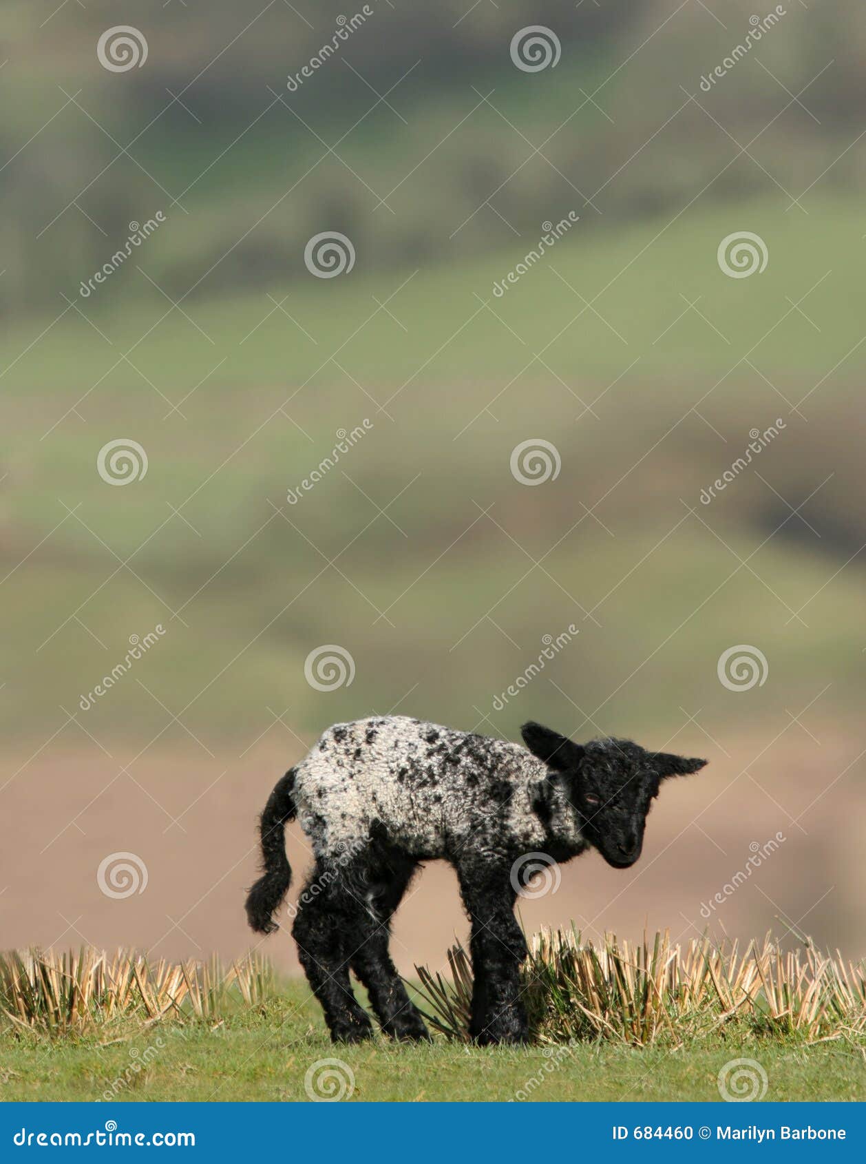 Cordeiro Preto Recém-nascido Foto de Stock - Imagem de fofofo, preto: 684460, image size:1258x1690