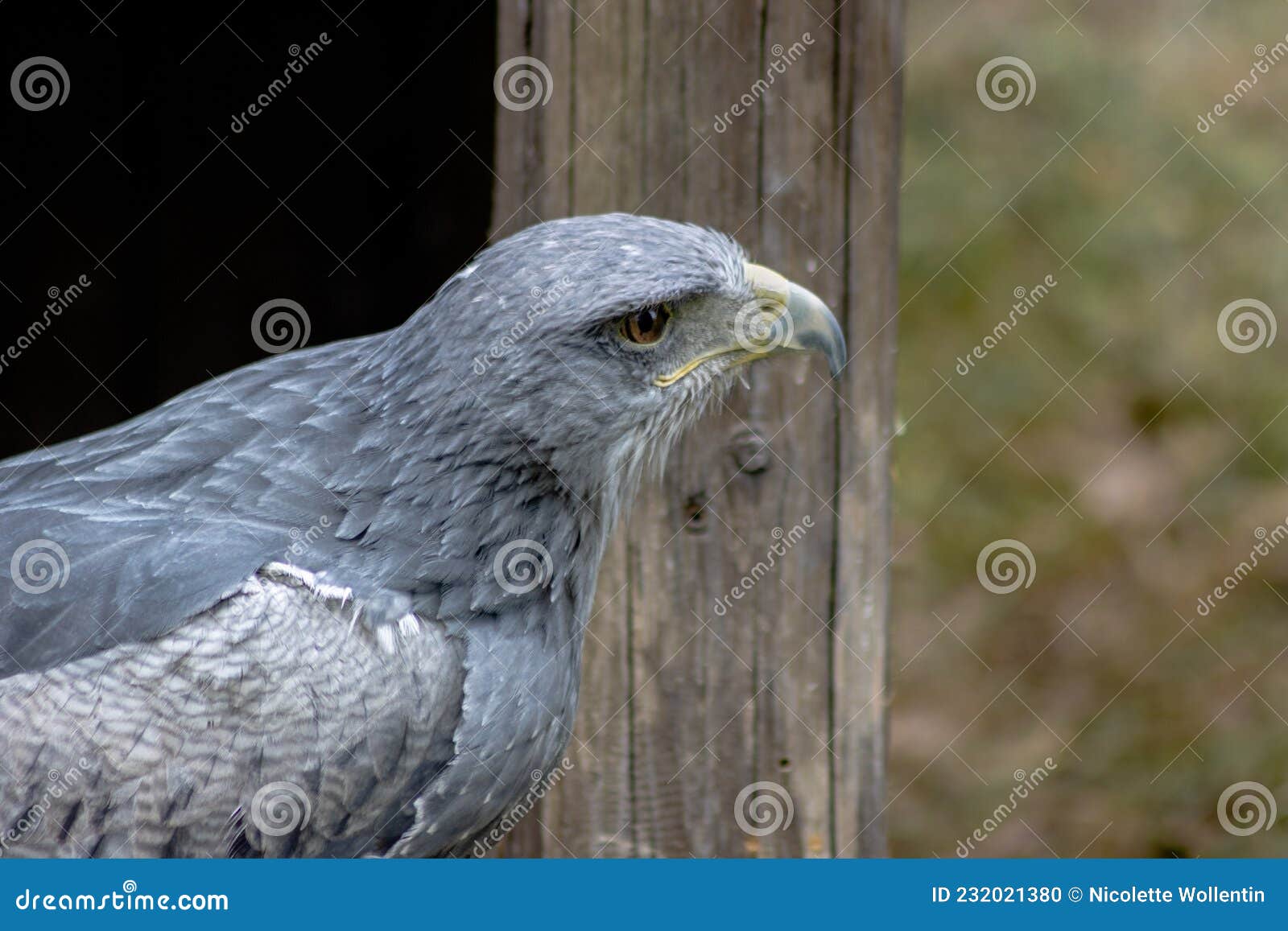 cordillary eagle blue buzzard or aguja geranoaÃÂ«tus melanoleucus